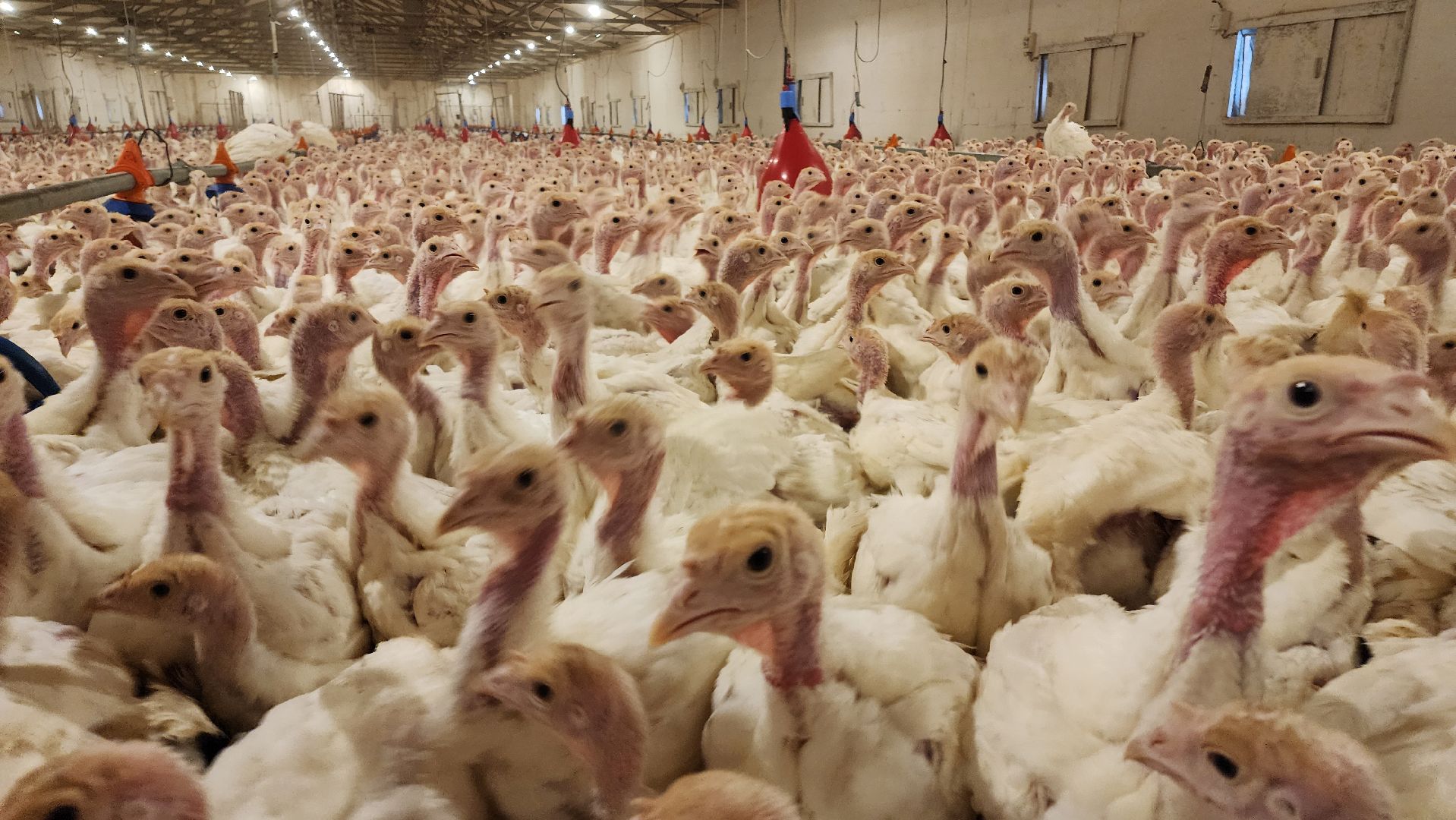 Егорьевск, птицефабрика, Московская область, подмосковье,