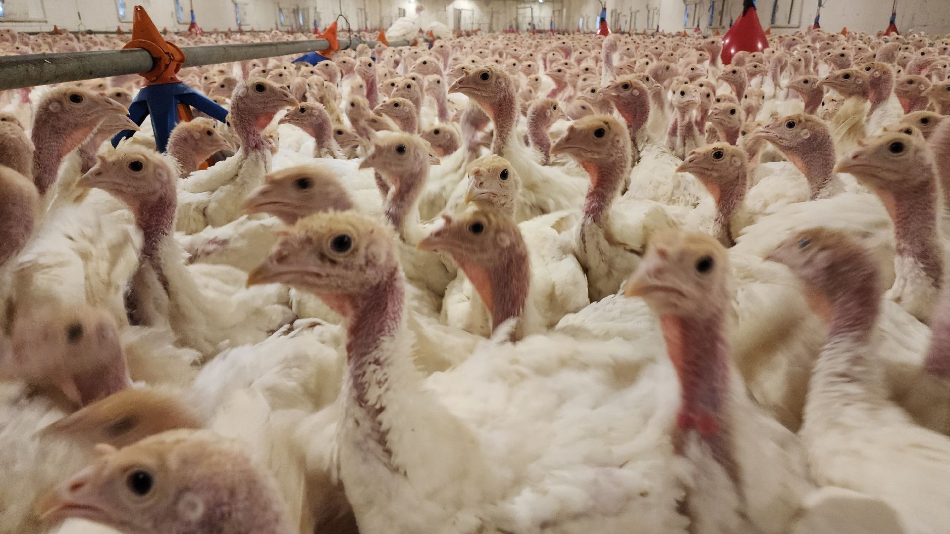 Егорьевск, птицефабрика, Московская область, подмосковье,