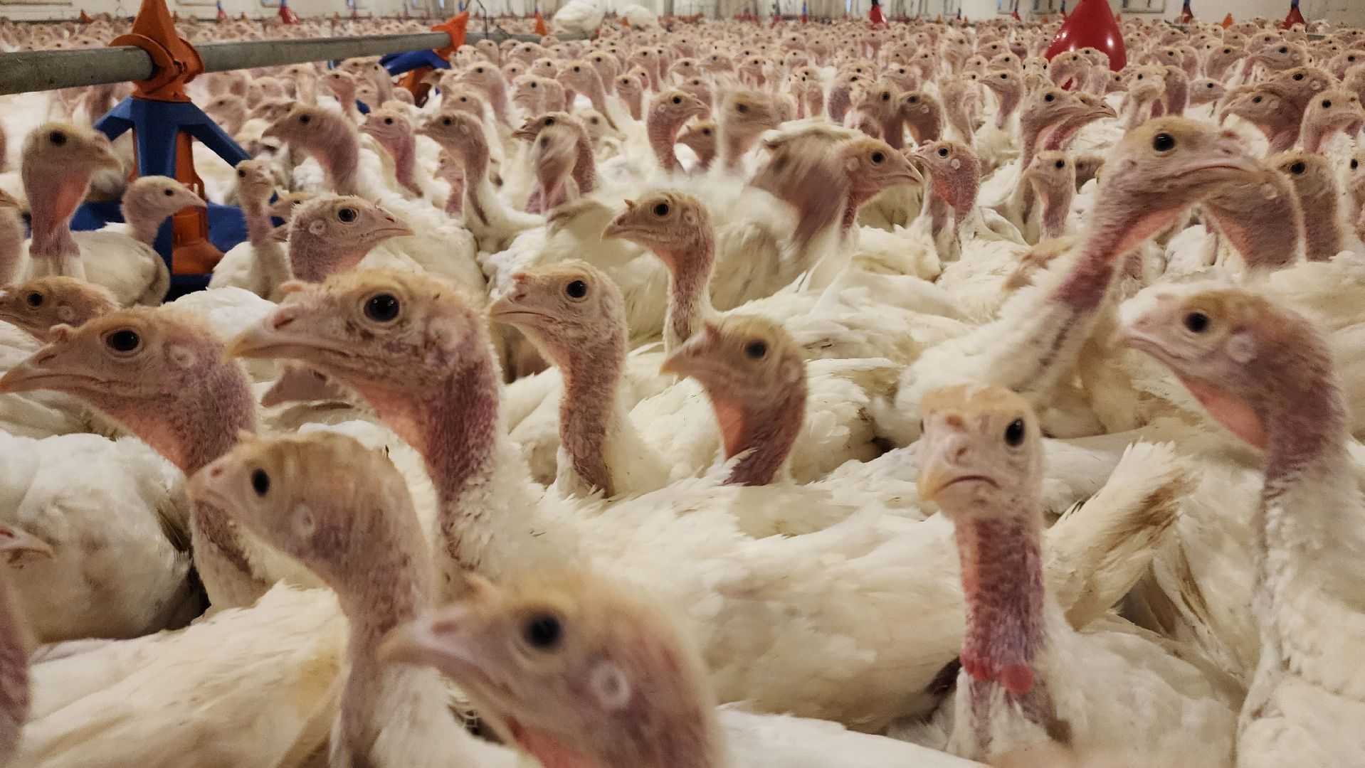 Егорьевск, птицефабрика, Московская область, подмосковье,