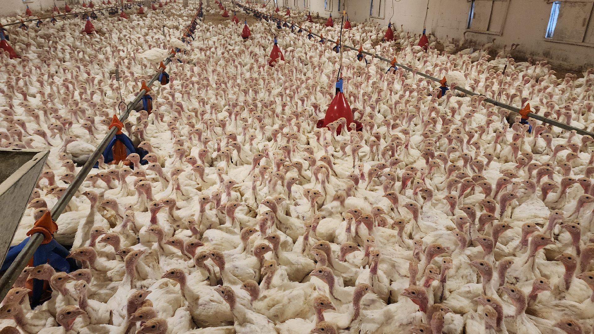 Егорьевск, птицефабрика, Московская область, подмосковье,