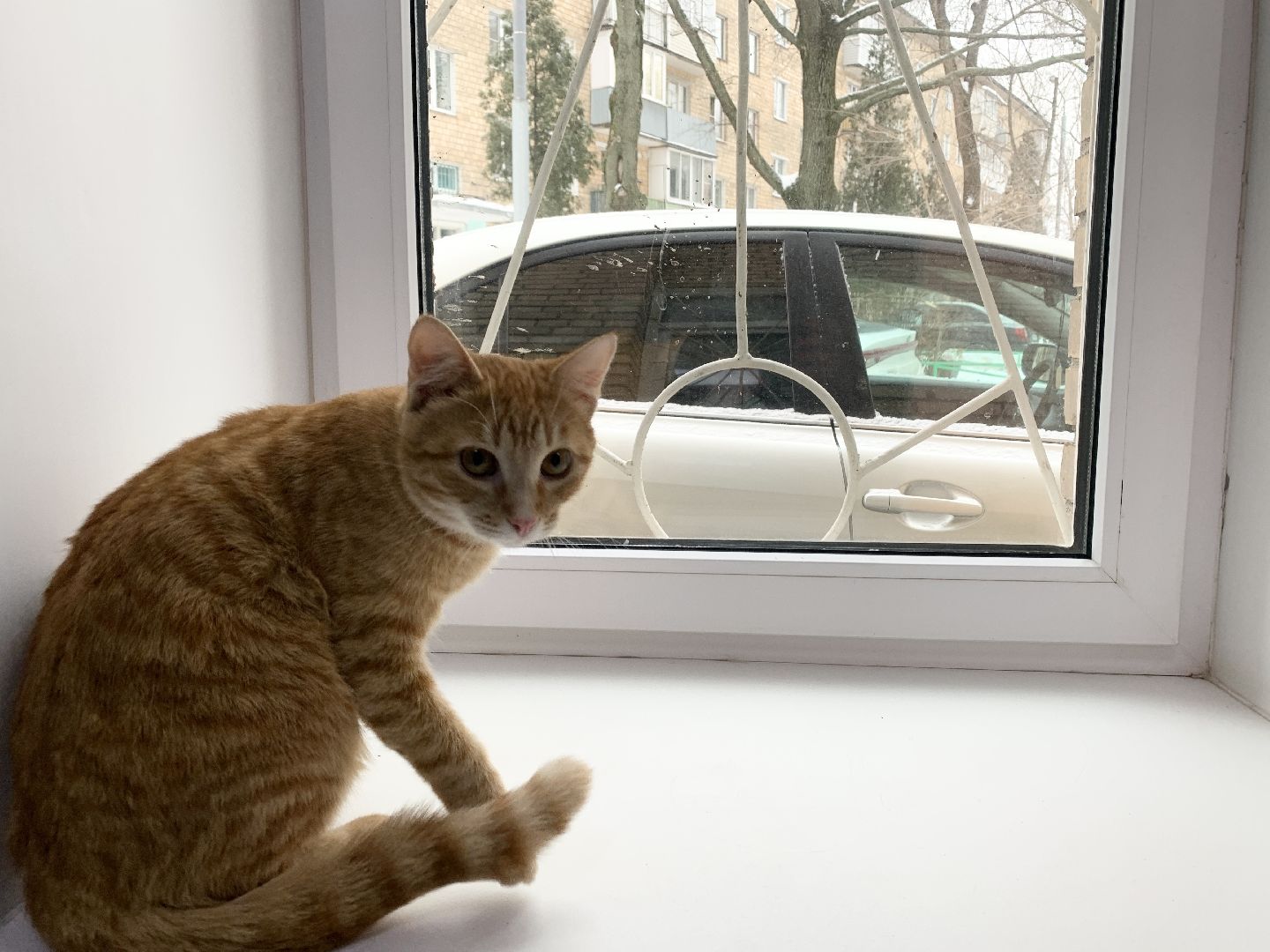 Балашиха, Подмосковье, Мособлпожспас, спасение котов,