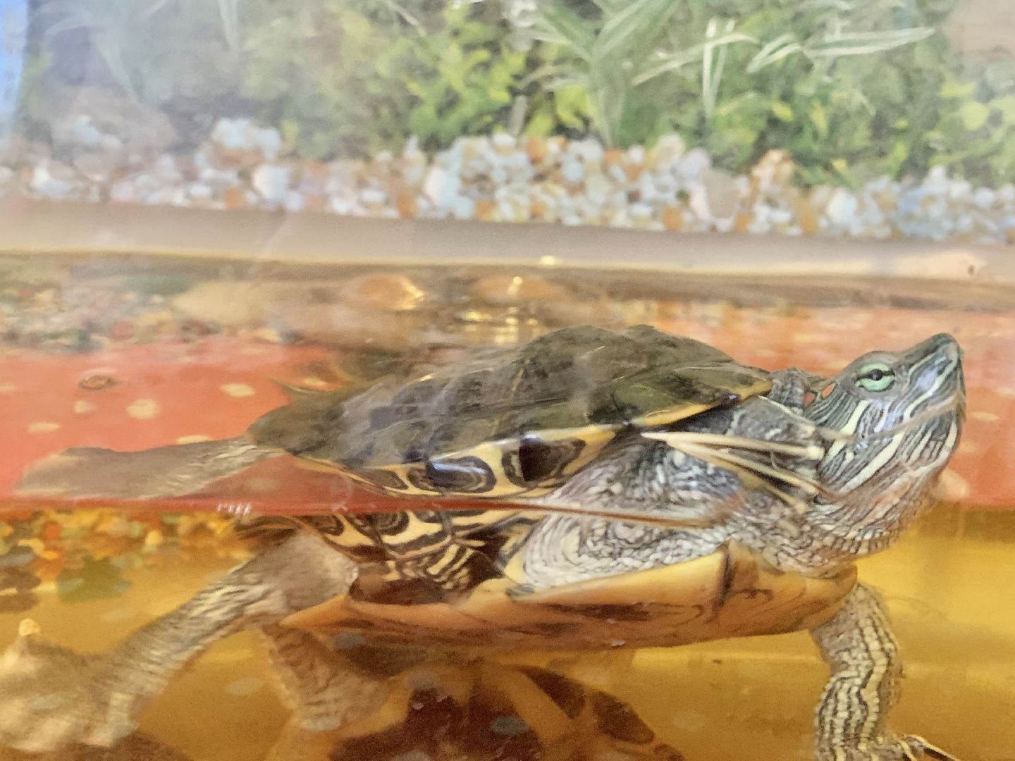 Балашиха, Подмосковье, Мособлпожспас, спасение котов,