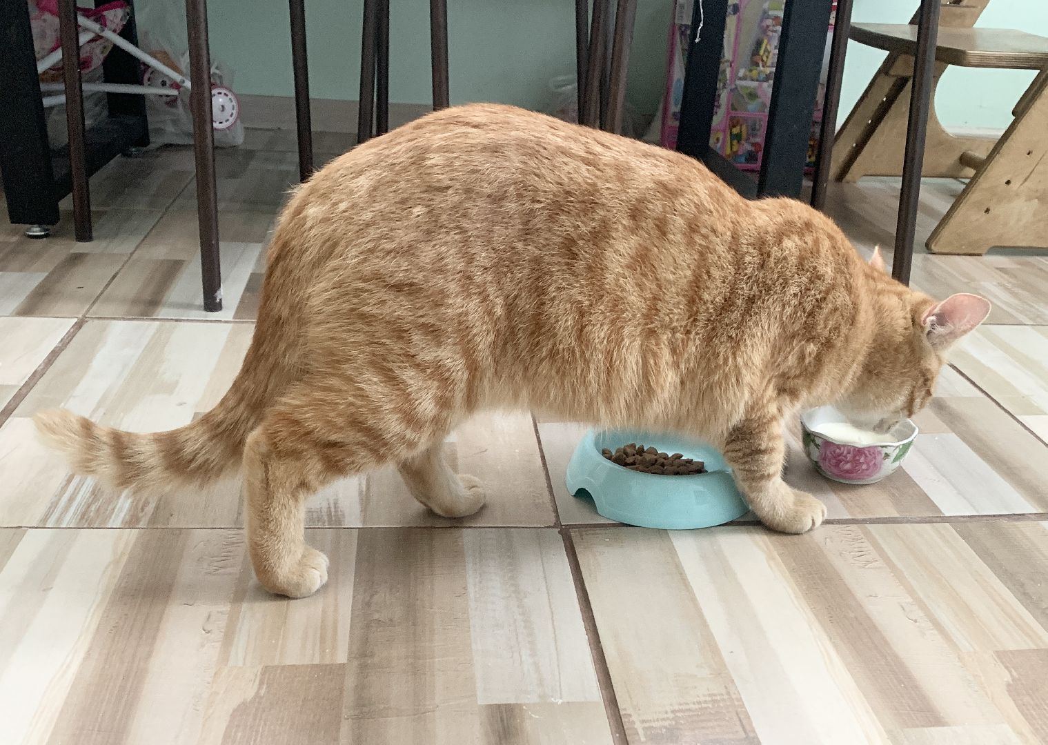 Балашиха, Подмосковье, Мособлпожспас, спасение котов,