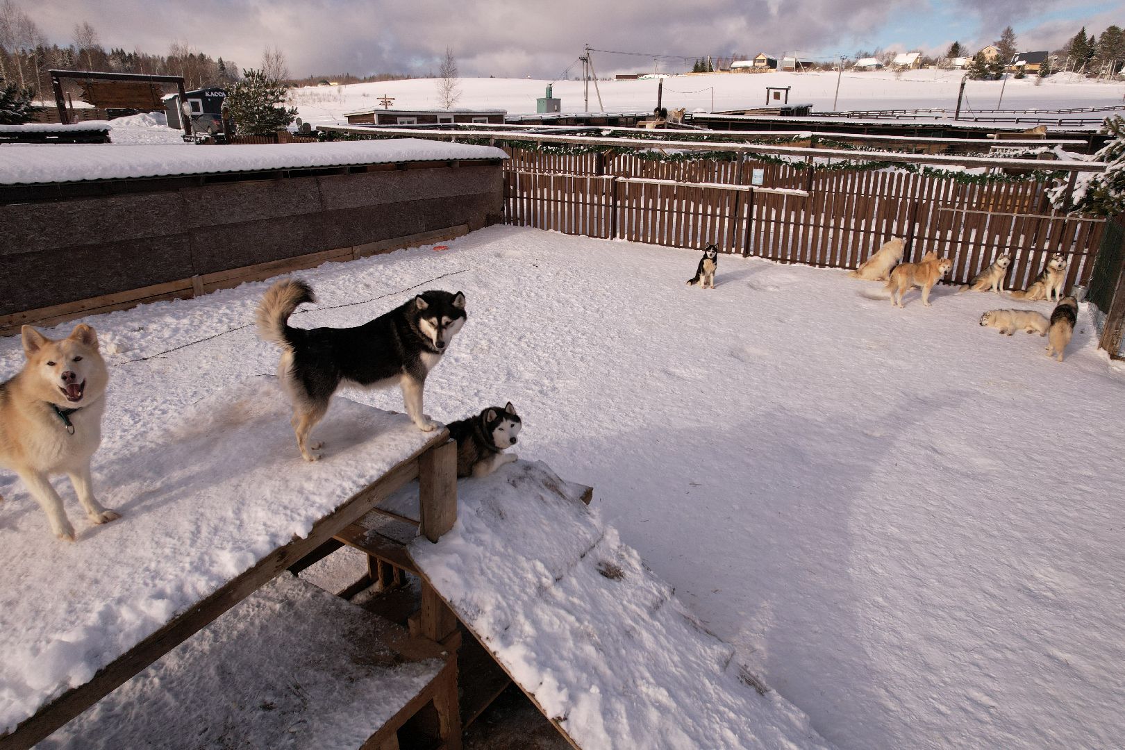 видео с коптера, руза, хаски,