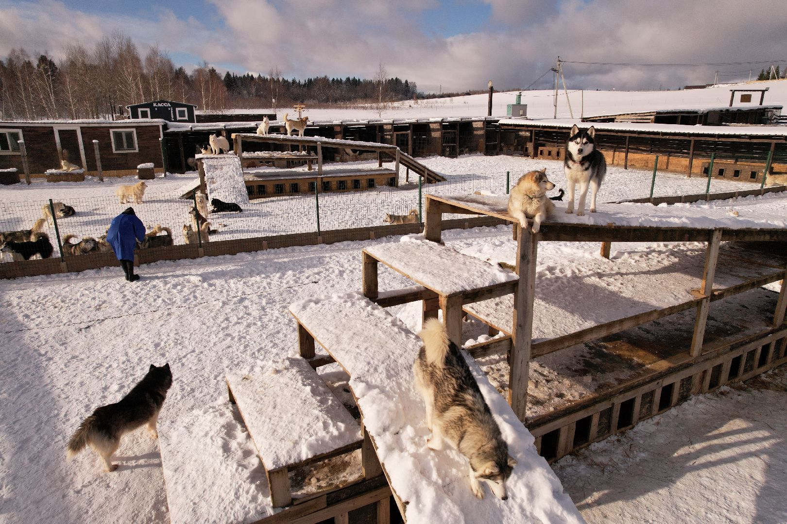 видео с коптера, руза, хаски,