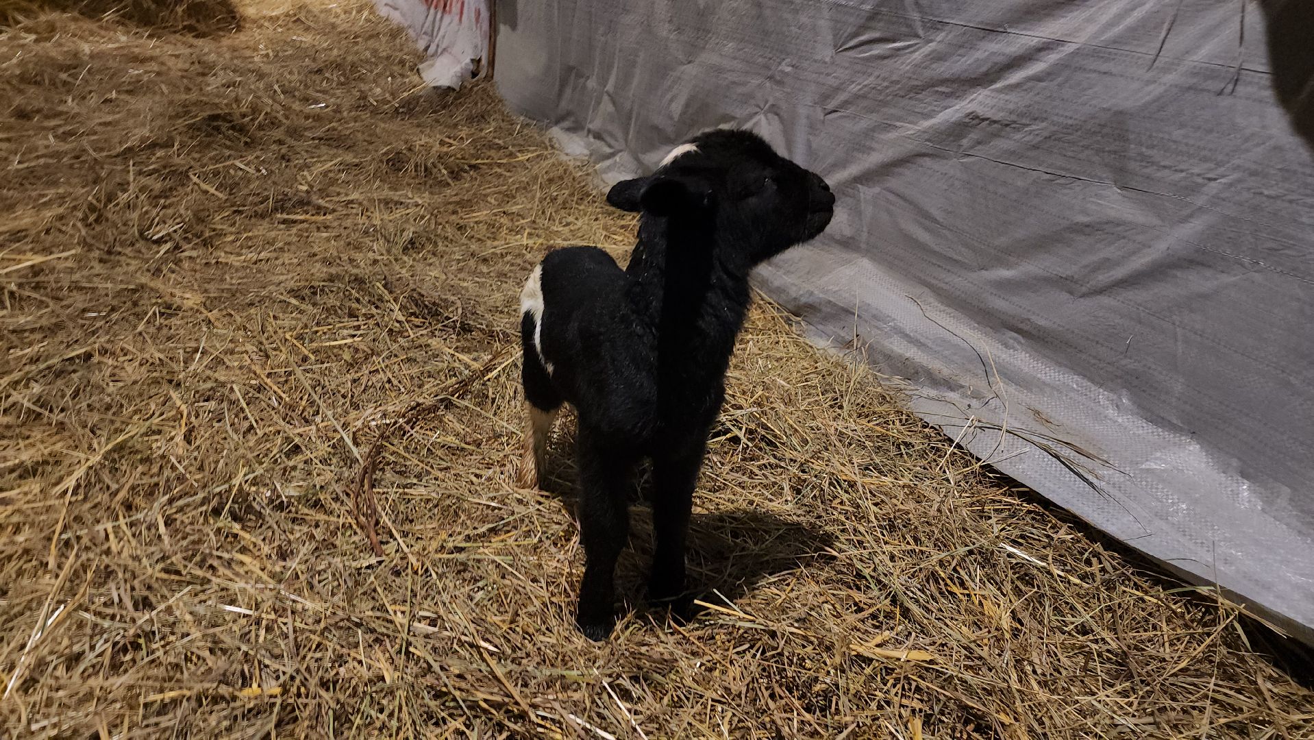 серпухов, подмосковье, хутор спасский, мининвест, овцы, верблюды, агротуризм,минсельхоз, бараны,