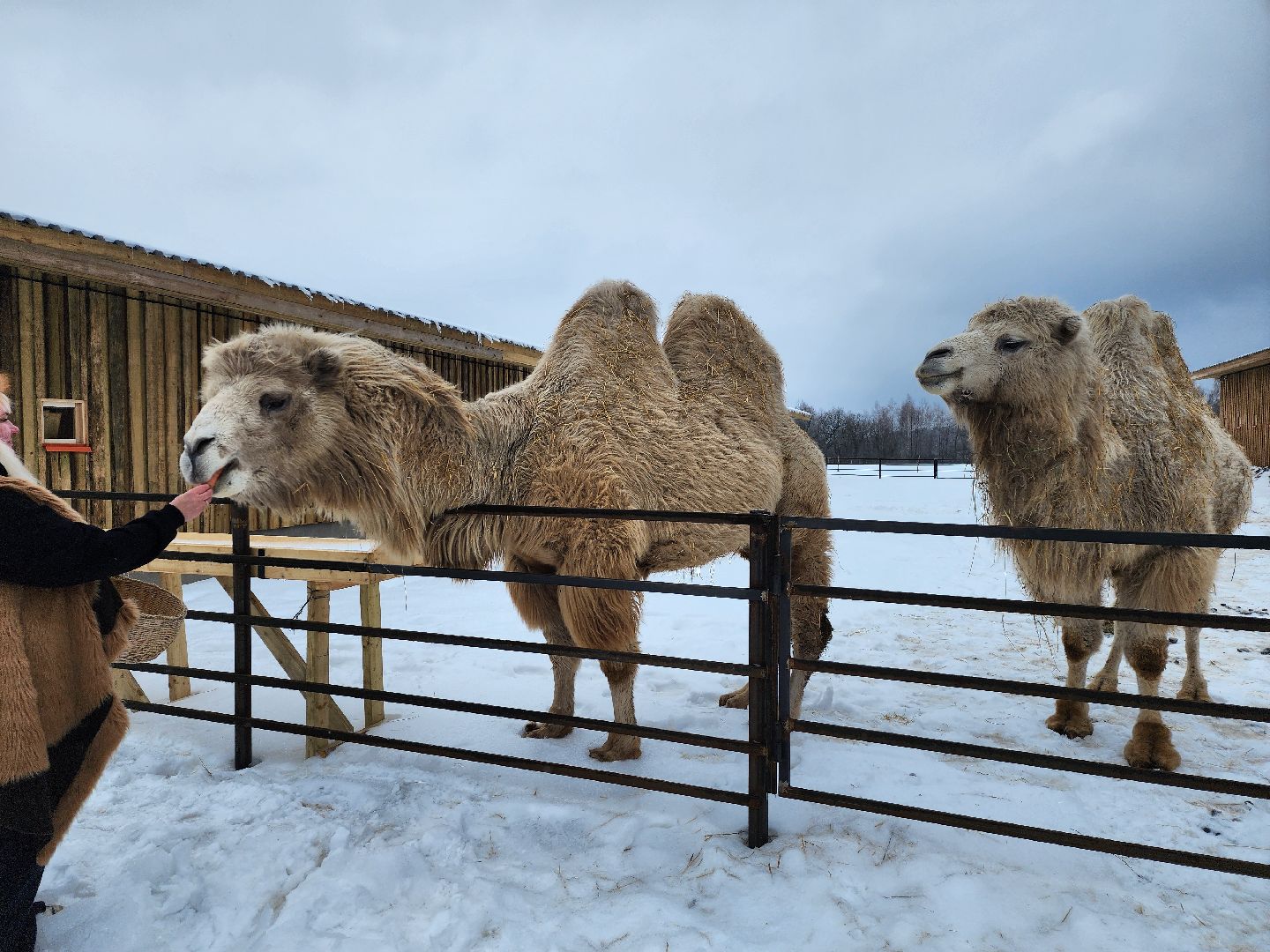 серпухов, подмосковье, хутор спасский, мининвест, овцы, верблюды, агротуризм,минсельхоз, бараны,