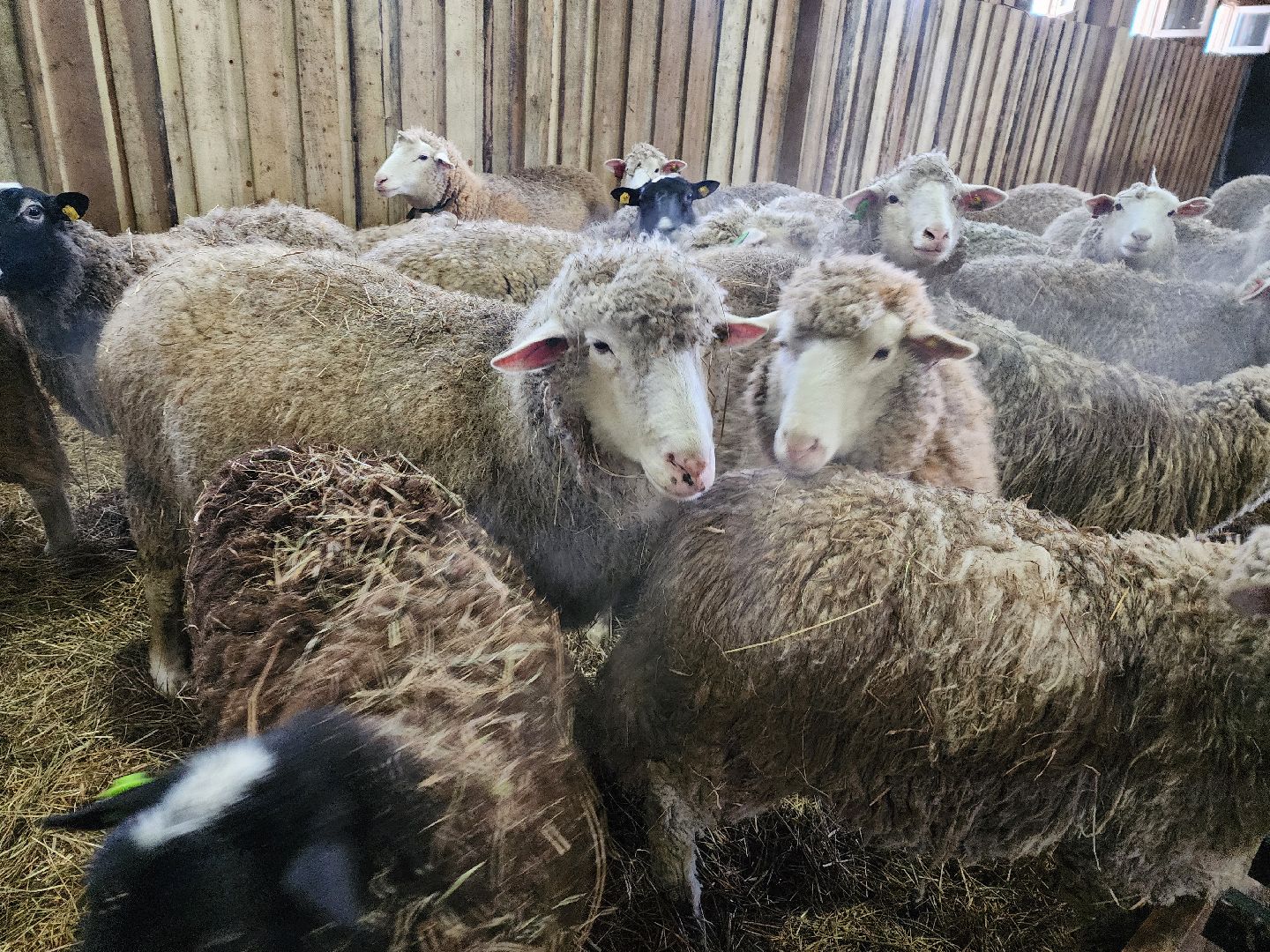 серпухов, подмосковье, хутор спасский, мининвест, овцы, верблюды, агротуризм,минсельхоз, бараны,