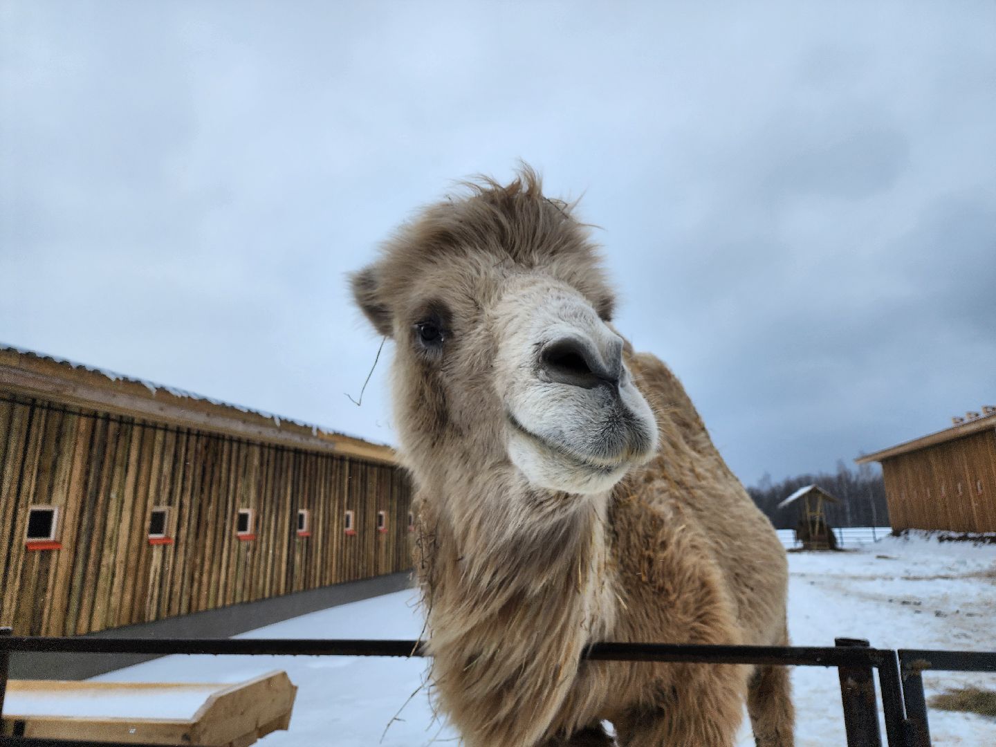 серпухов, подмосковье, хутор спасский, мининвест, овцы, верблюды, агротуризм,минсельхоз, бараны,