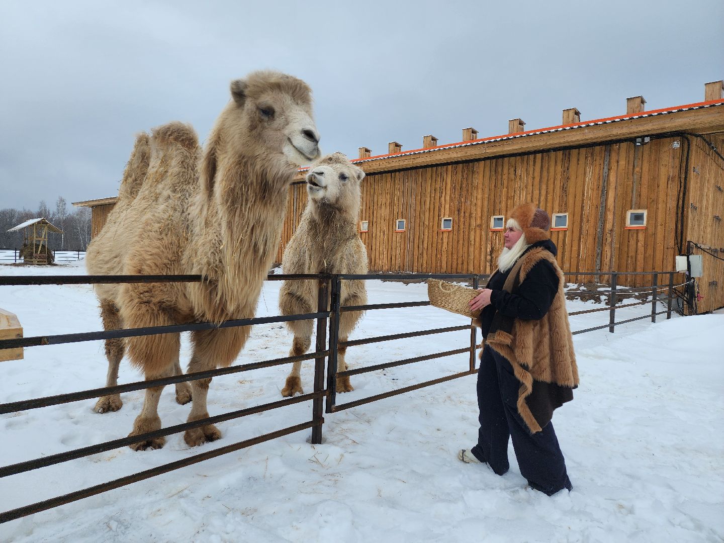 серпухов, подмосковье, хутор спасский, мининвест, овцы, верблюды, агротуризм,минсельхоз, бараны,