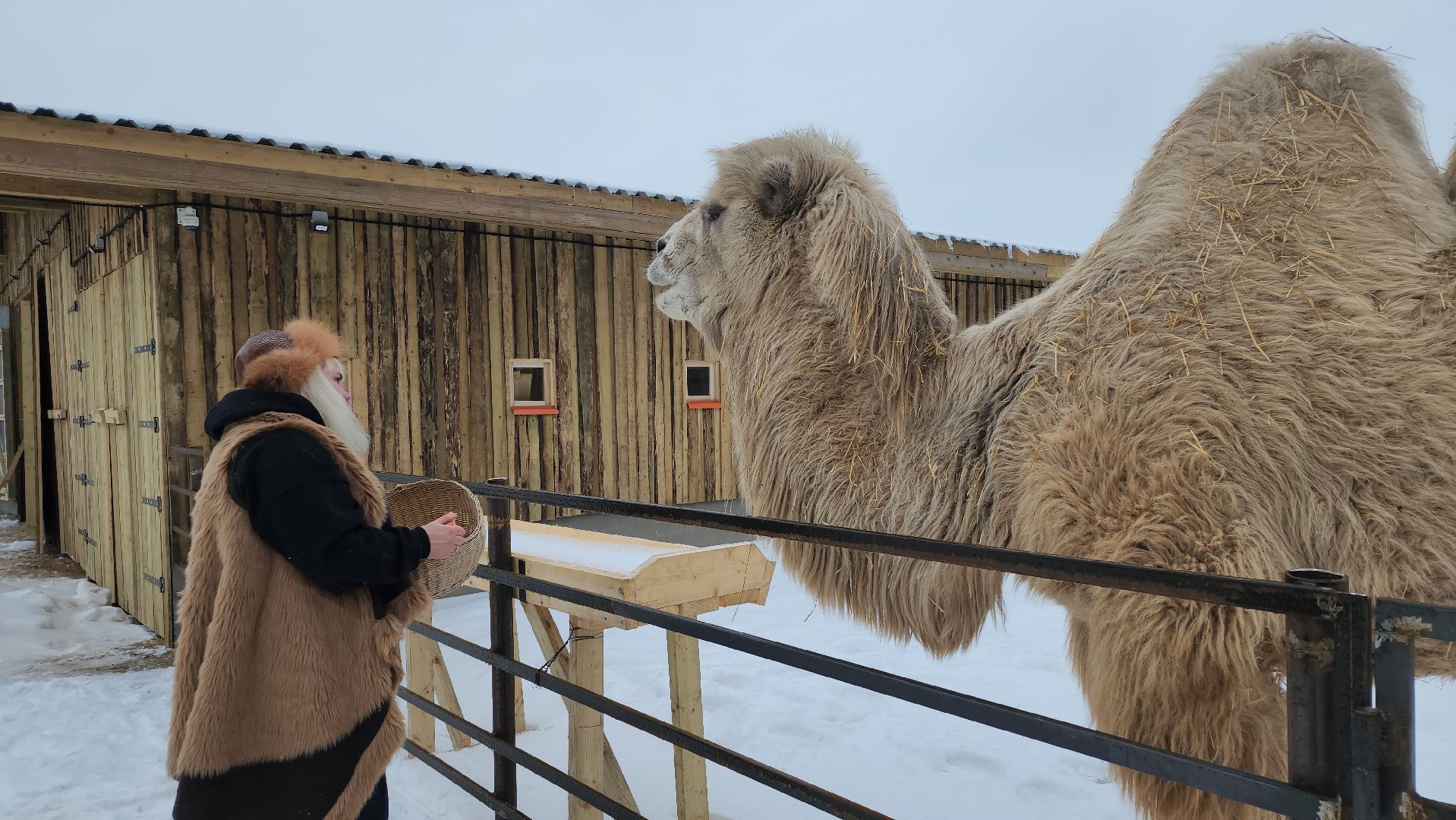 серпухов, подмосковье, хутор спасский, мининвест, овцы, верблюды, агротуризм,минсельхоз, бараны,