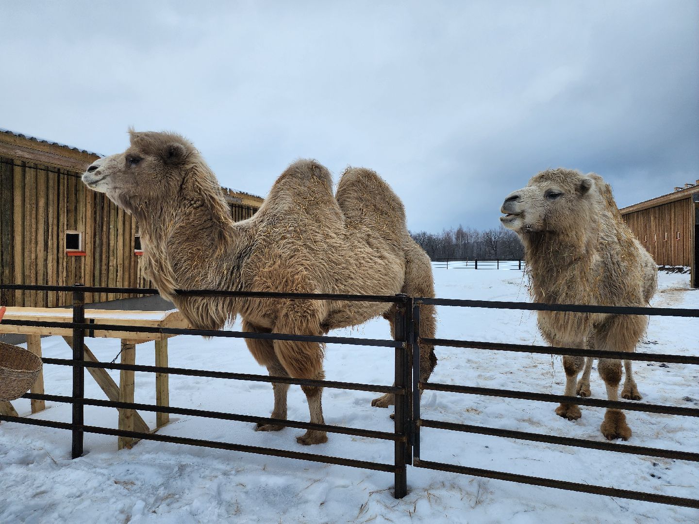 серпухов, подмосковье, хутор спасский, мининвест, овцы, верблюды, агротуризм,минсельхоз, бараны,