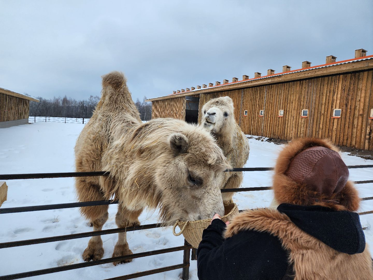 серпухов, подмосковье, хутор спасский, мининвест, овцы, верблюды, агротуризм,минсельхоз, бараны,