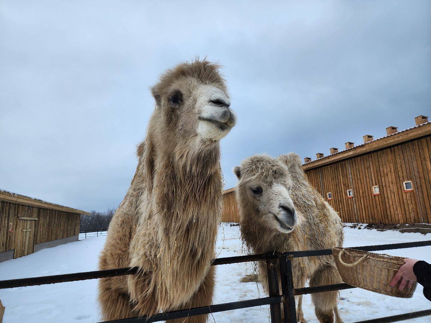 серпухов, подмосковье, хутор спасский, мининвест, овцы, верблюды, агротуризм,минсельхоз, бараны,