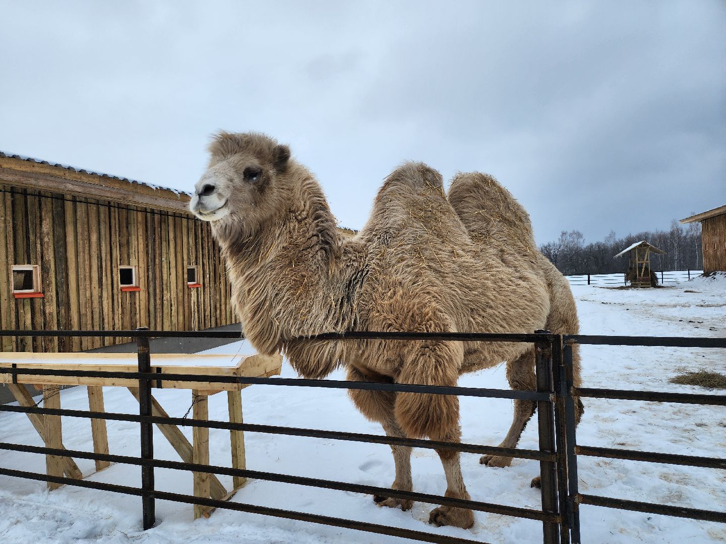 серпухов, подмосковье, хутор спасский, мининвест, овцы, верблюды, агротуризм,минсельхоз, бараны,