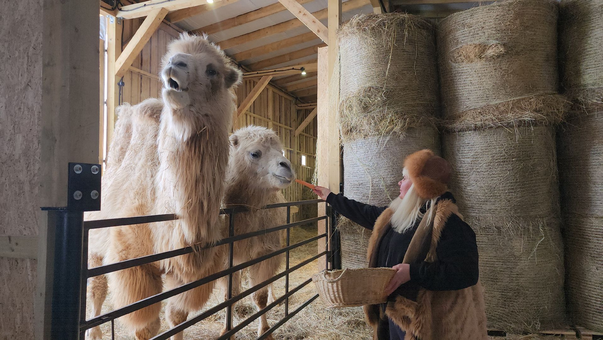 серпухов, подмосковье, хутор спасский, мининвест, овцы, верблюды, агротуризм,минсельхоз, бараны,