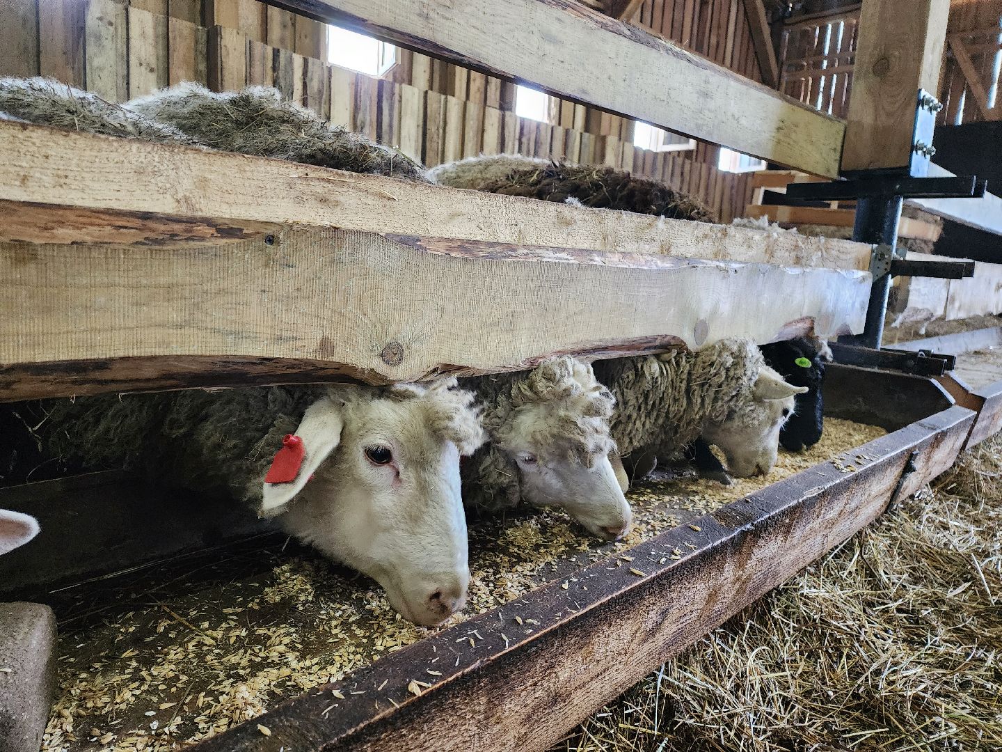 серпухов, подмосковье, хутор спасский, мининвест, овцы, верблюды, агротуризм,минсельхоз, бараны,