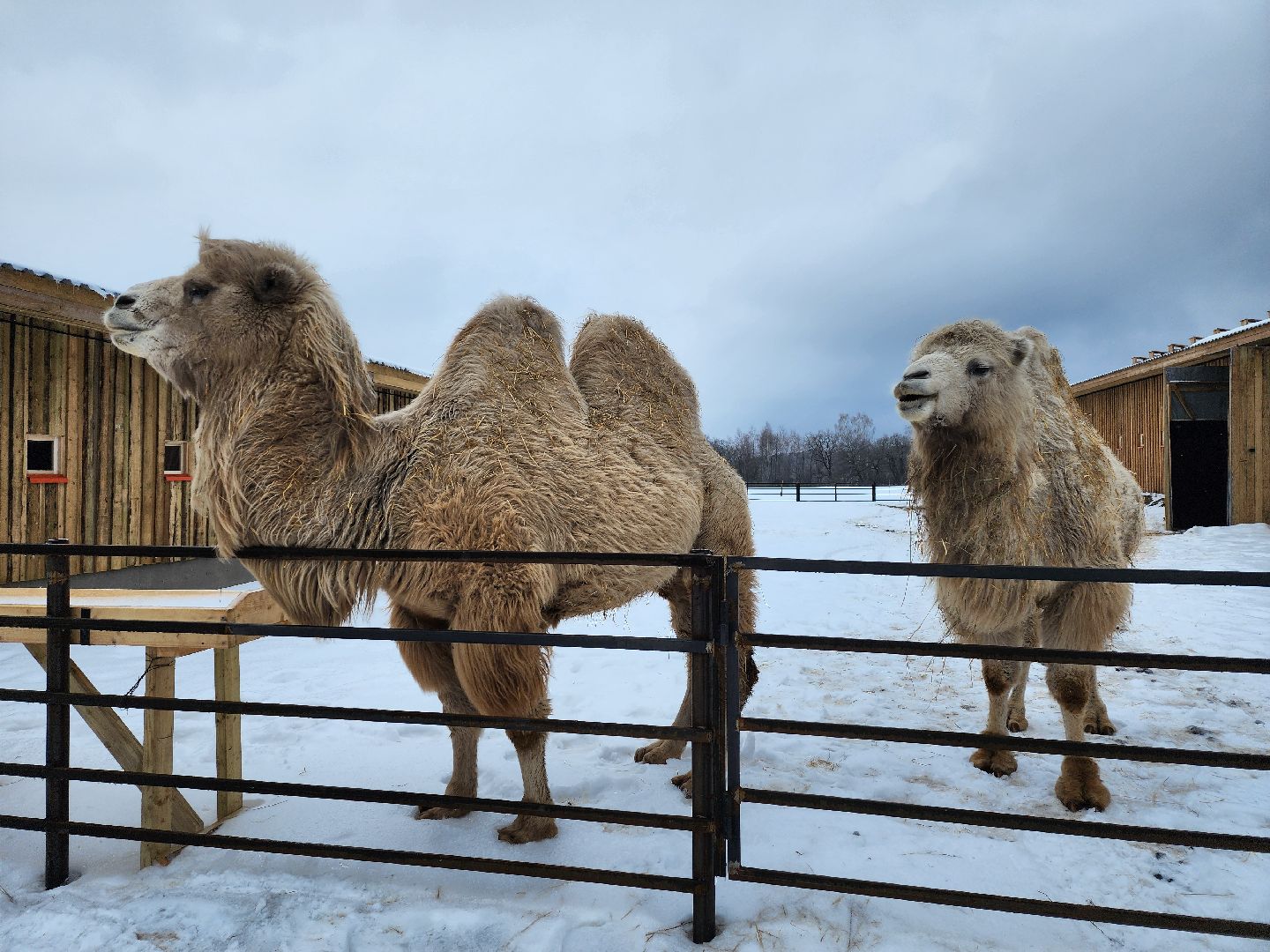 серпухов, подмосковье, хутор спасский, мининвест, овцы, верблюды, агротуризм,минсельхоз, бараны,