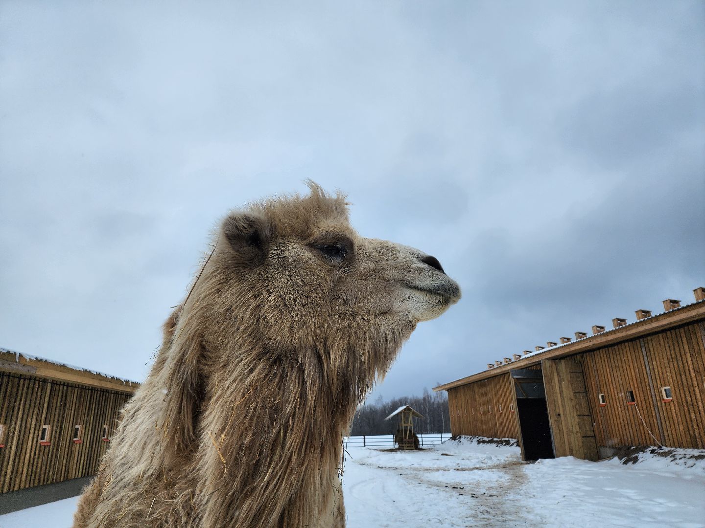 серпухов, подмосковье, хутор спасский, мининвест, овцы, верблюды, агротуризм,минсельхоз, бараны,