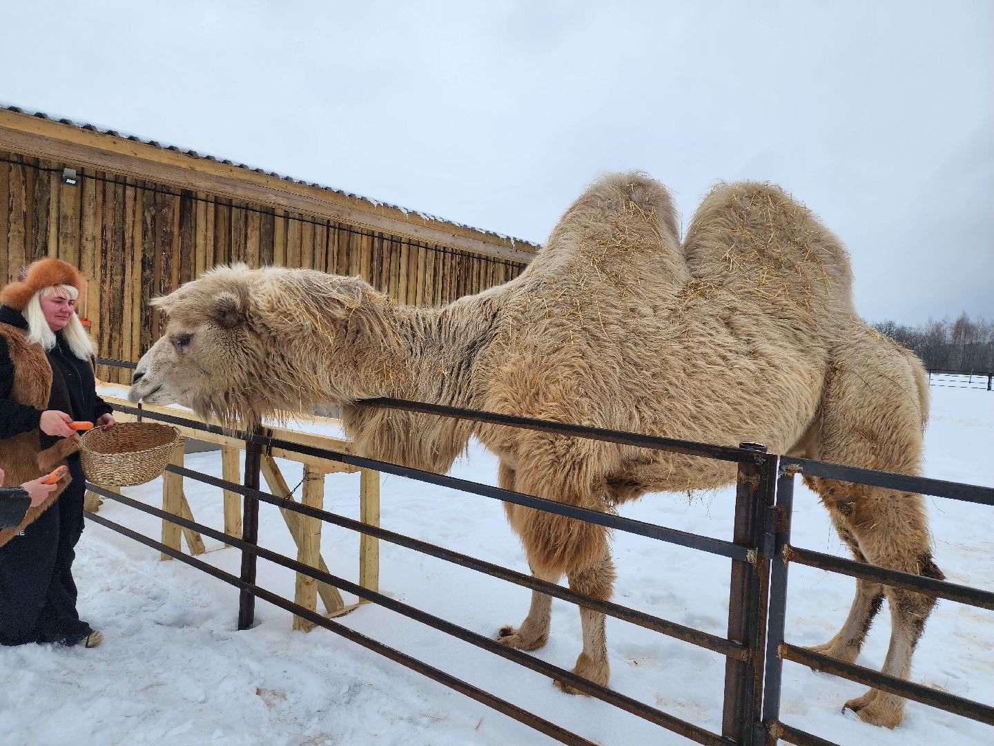 серпухов, подмосковье, хутор спасский, мининвест, овцы, верблюды, агротуризм,минсельхоз, бараны,