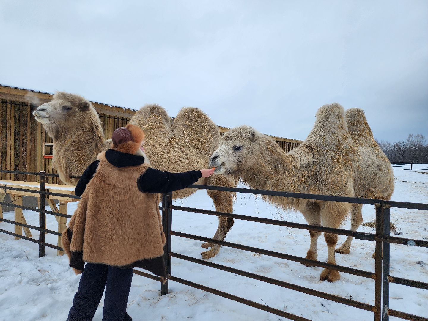серпухов, подмосковье, хутор спасский, мининвест, овцы, верблюды, агротуризм,минсельхоз, бараны,