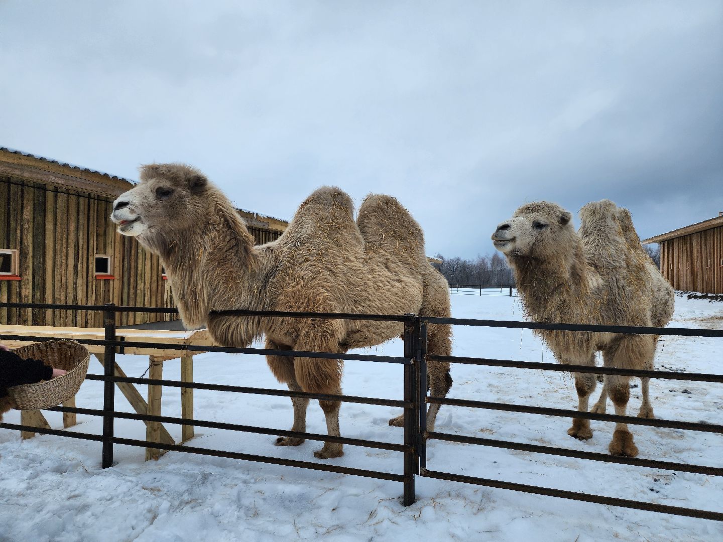 серпухов, подмосковье, хутор спасский, мининвест, овцы, верблюды, агротуризм,минсельхоз, бараны,