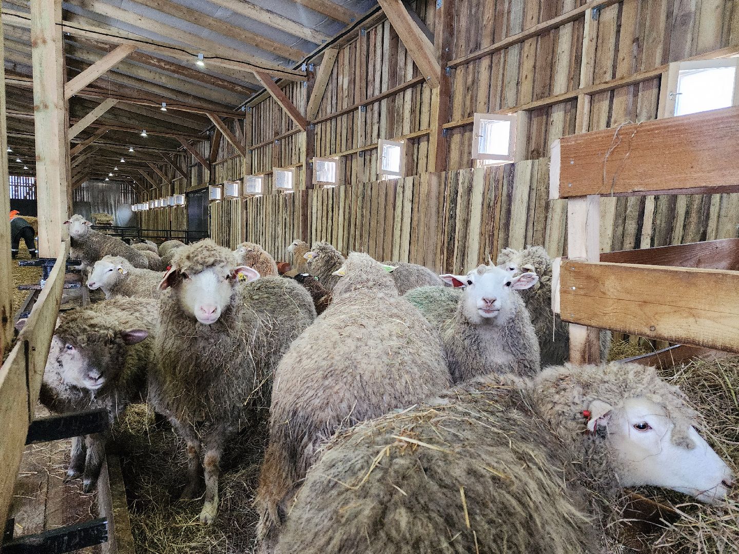серпухов, подмосковье, хутор спасский, мининвест, овцы, верблюды, агротуризм,минсельхоз, бараны,