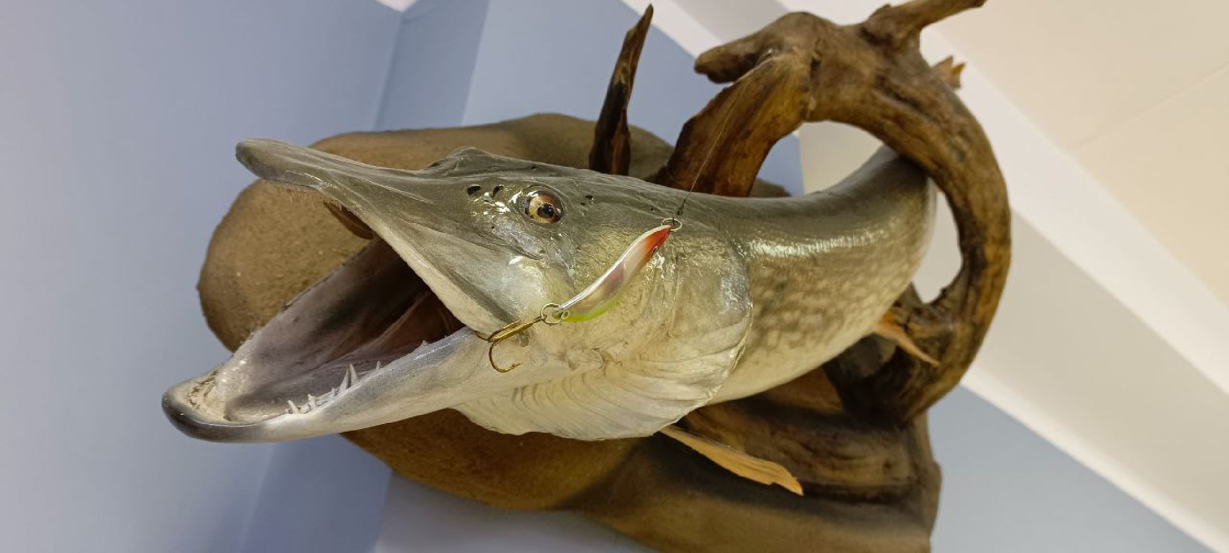 Дмитров, Музей Дмитровский кремль, Туризм,