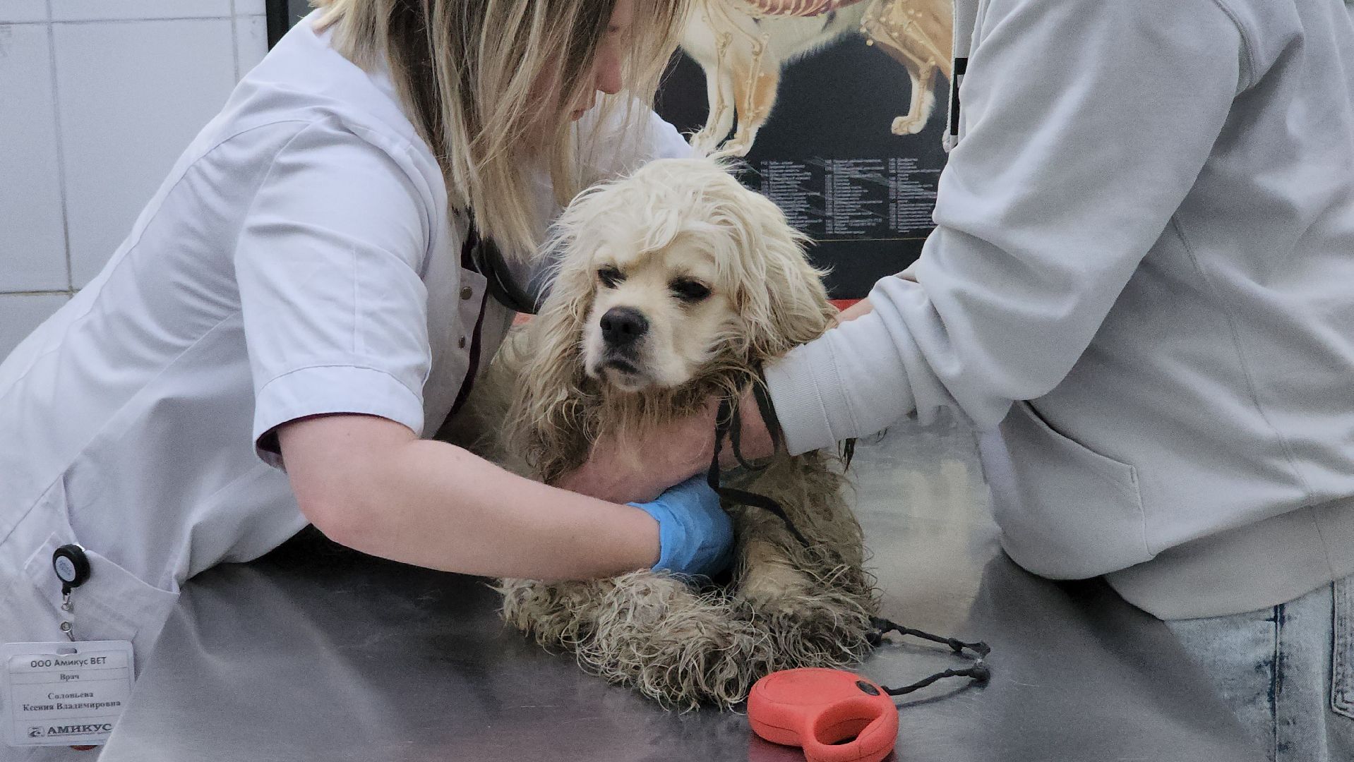 спасение собаки, волонтеры,