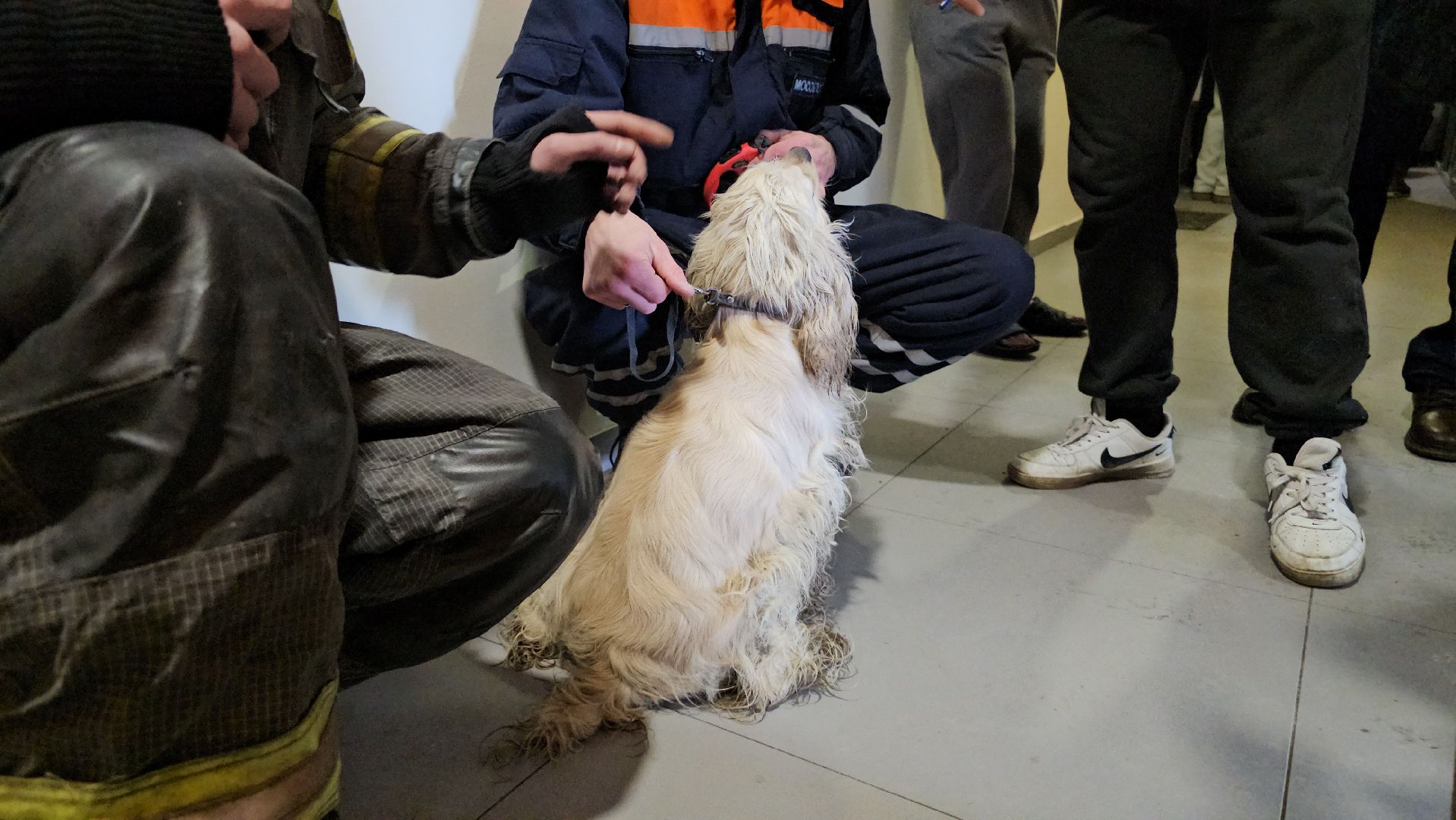 спасение собаки, волонтеры,