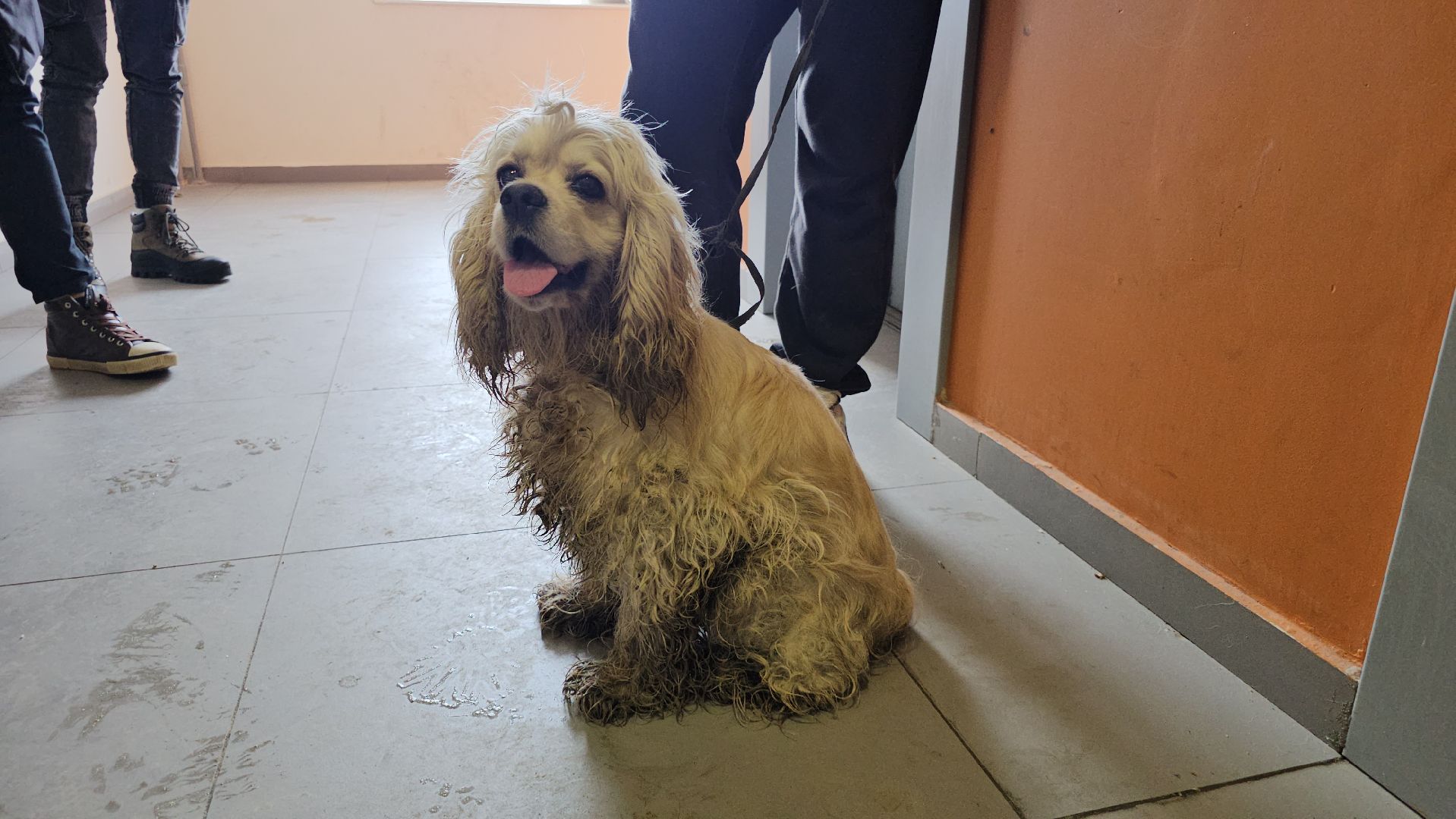 спасение собаки, волонтеры,