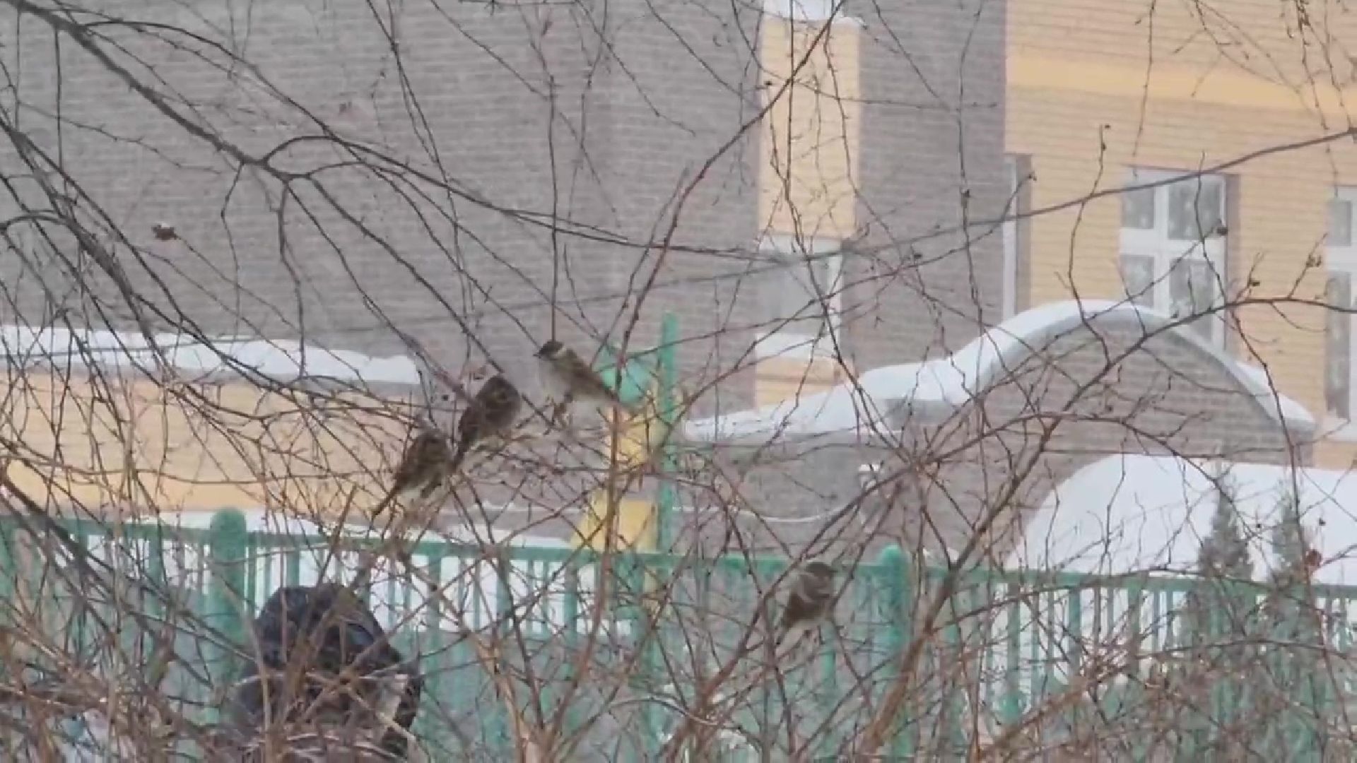 Реутов, уборка снега, трактор, дворники, придомовая территория,ветер,