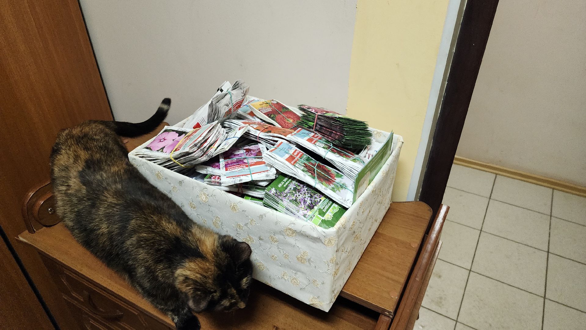 Город-сад, движение, волонтеры, Поиск, Гавриш, Пушкарва, семена, раздача, бесплатно,