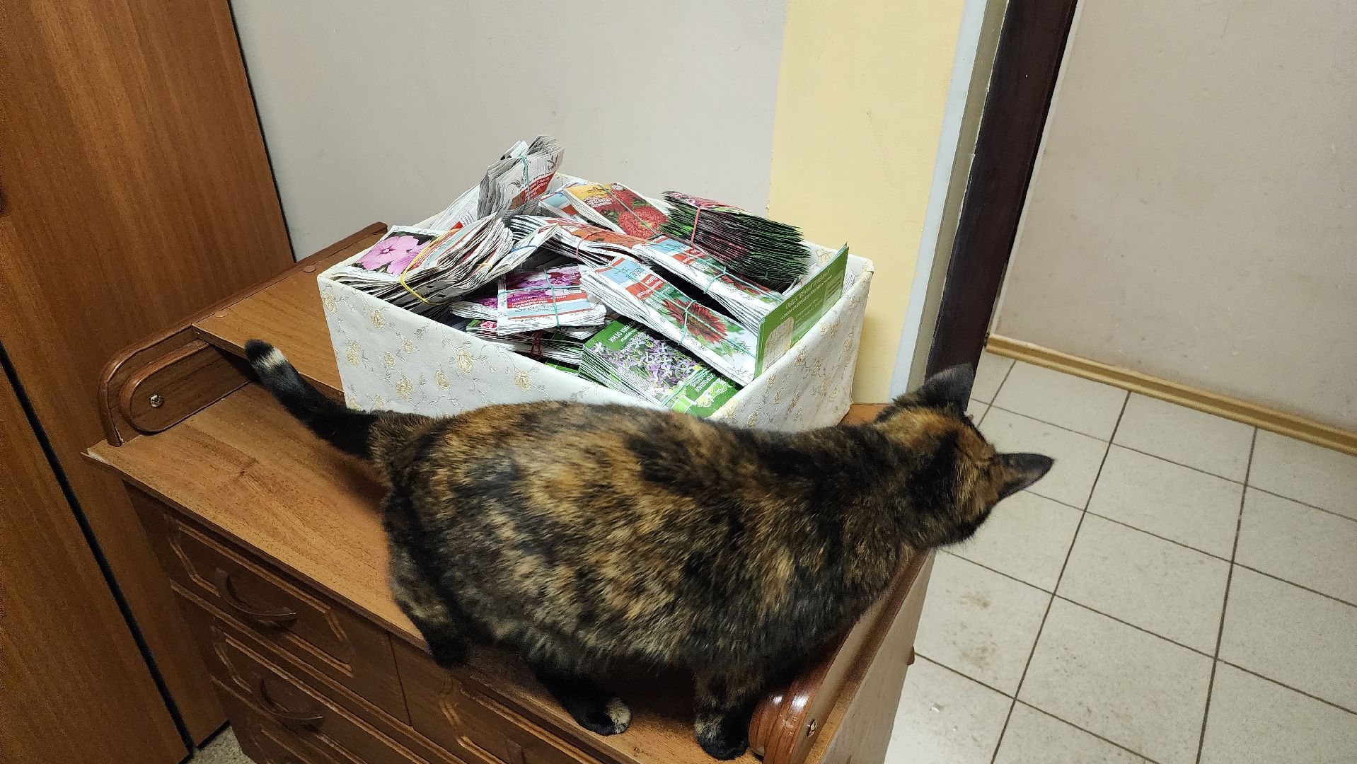 Город-сад, движение, волонтеры, Поиск, Гавриш, Пушкарва, семена, раздача, бесплатно,