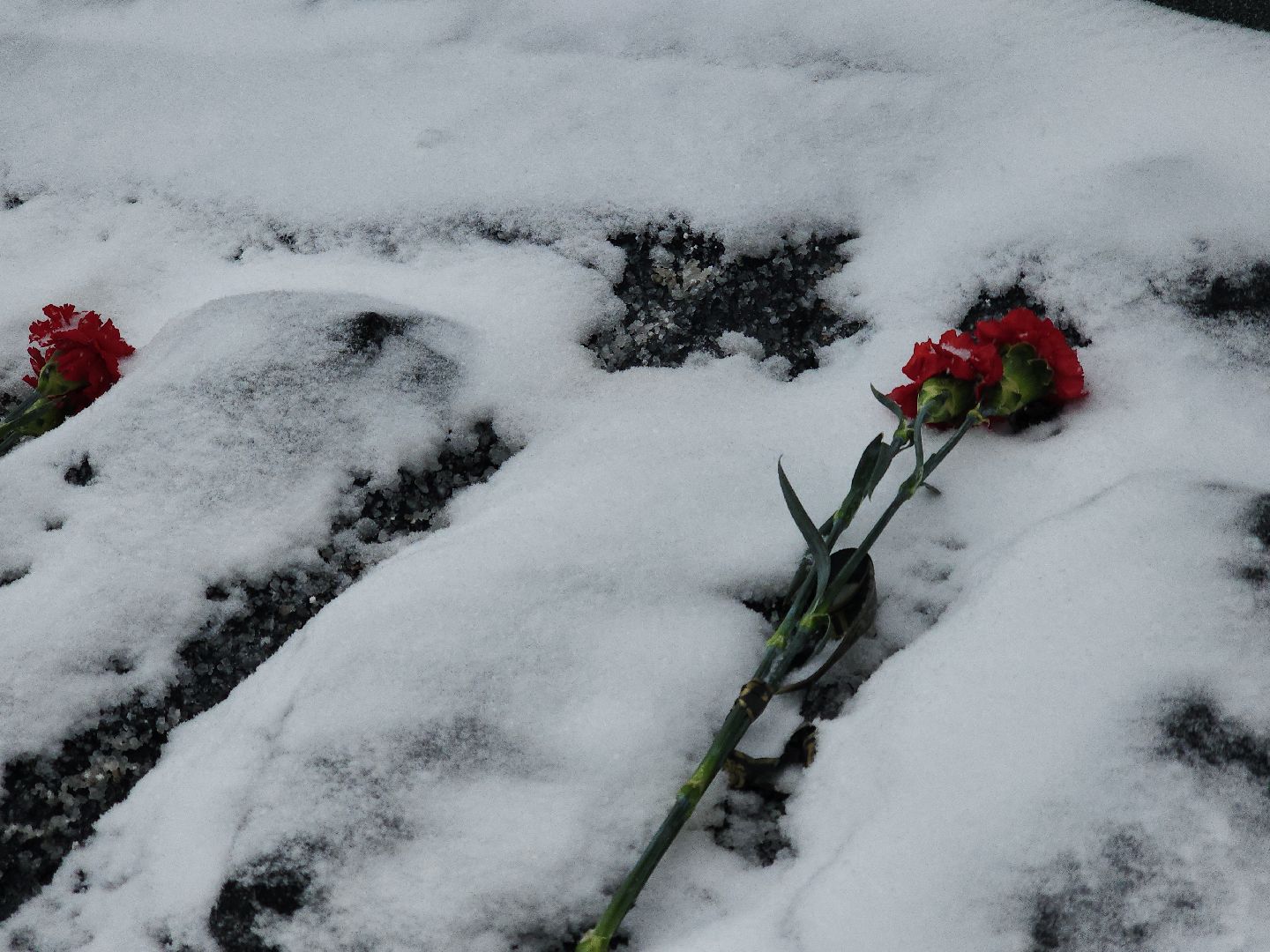 коломна, общество, афганистан,