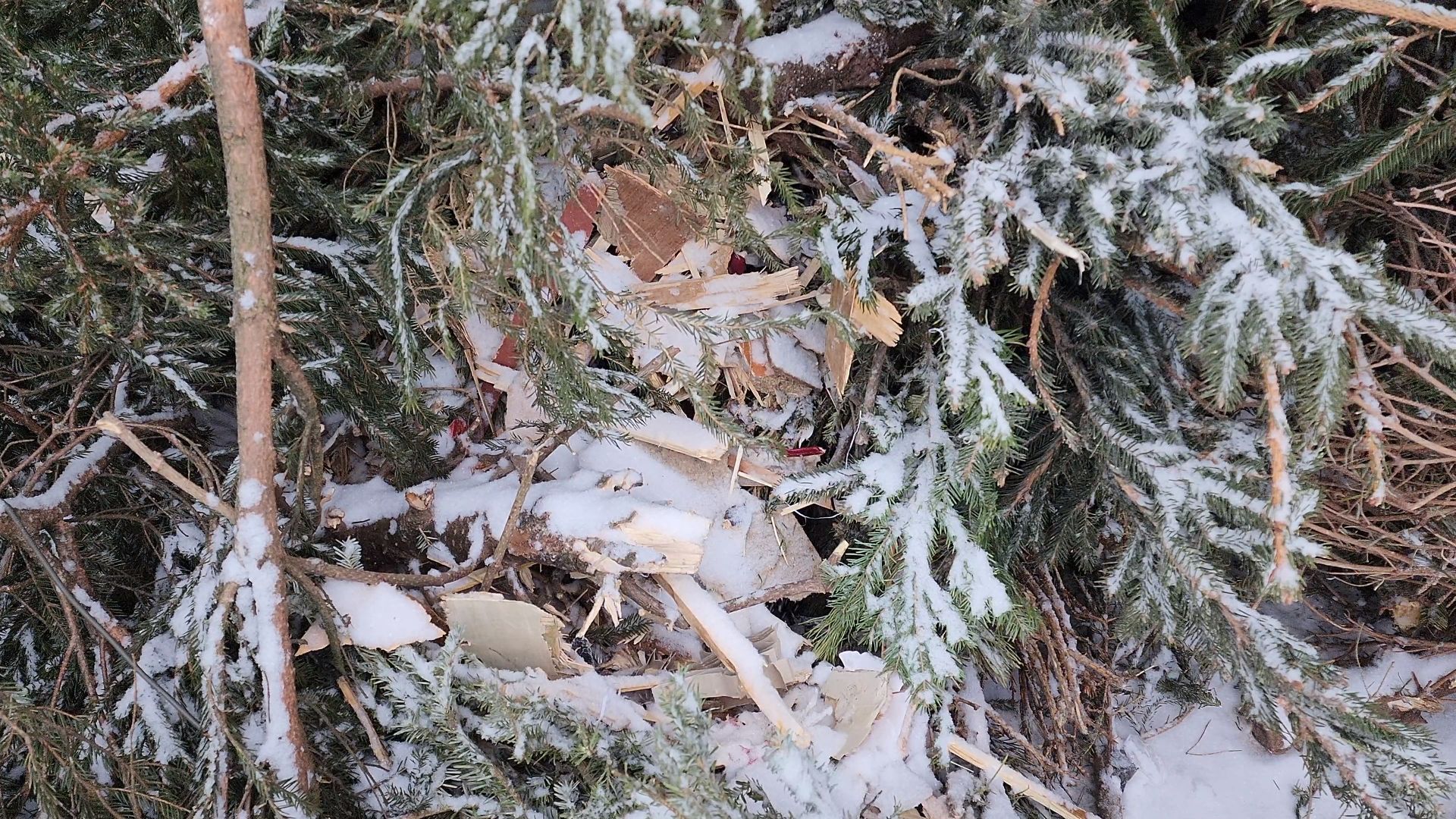 КПО, Егорьевск, подари елке вторую жизнь, Подмосковье, экология, московская область,