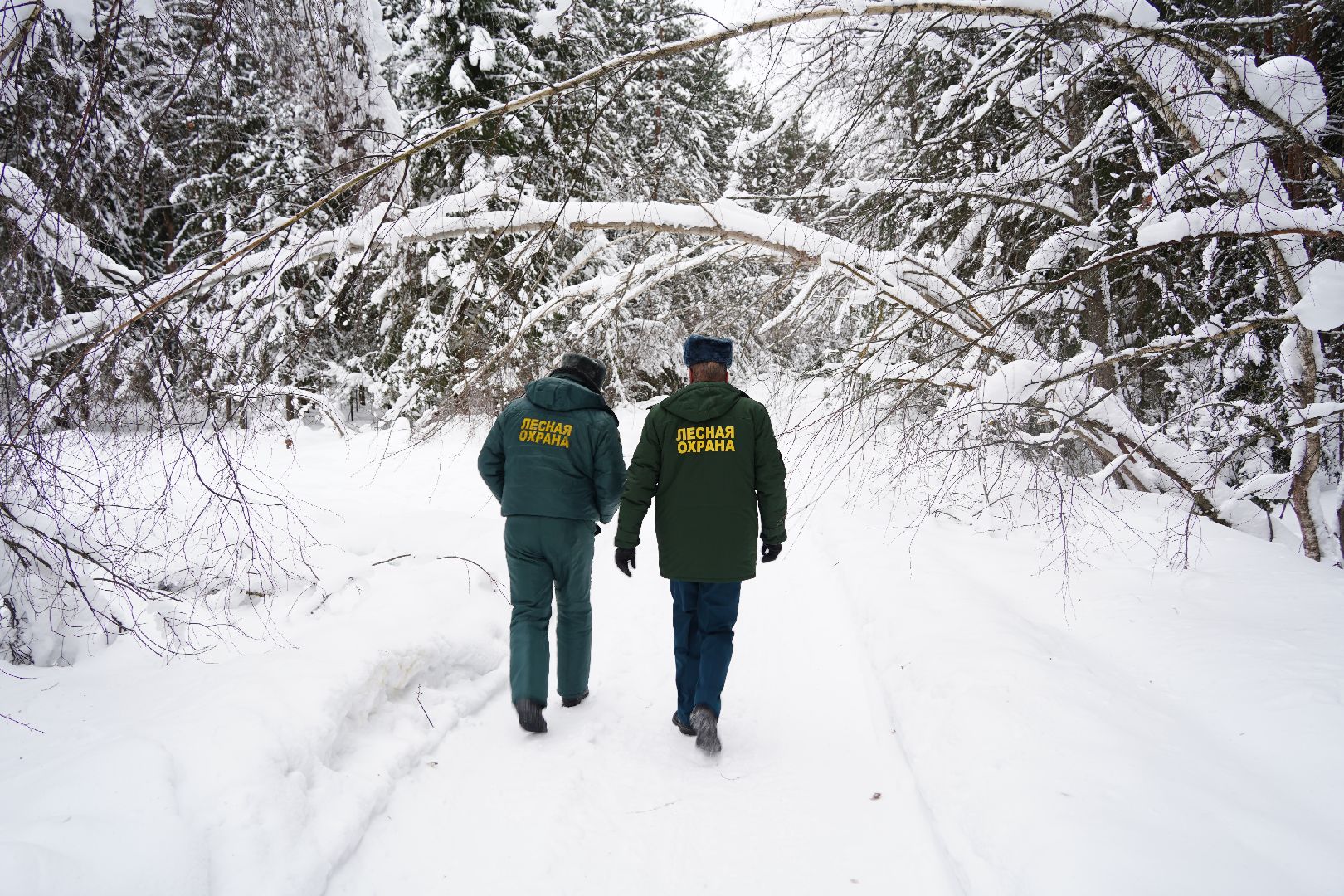 лесной патруль, Мособллес, Шатура, лесфонд, лесное хозяйство,