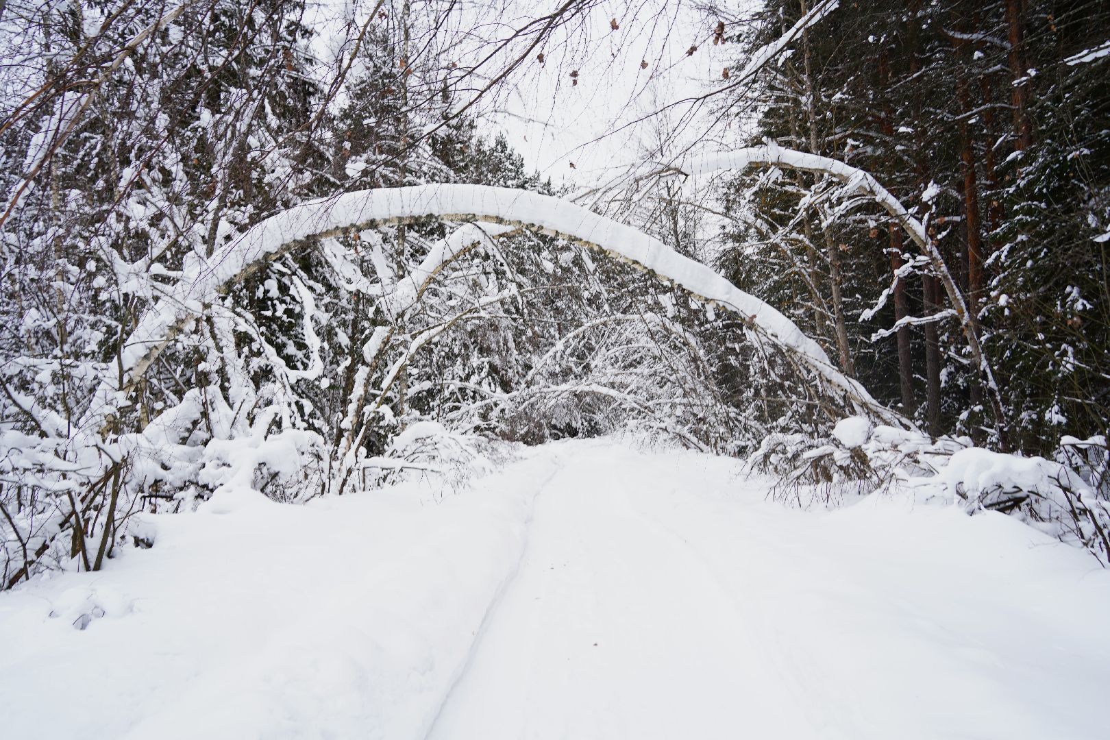 лесной патруль, Мособллес, Шатура, лесфонд, лесное хозяйство,