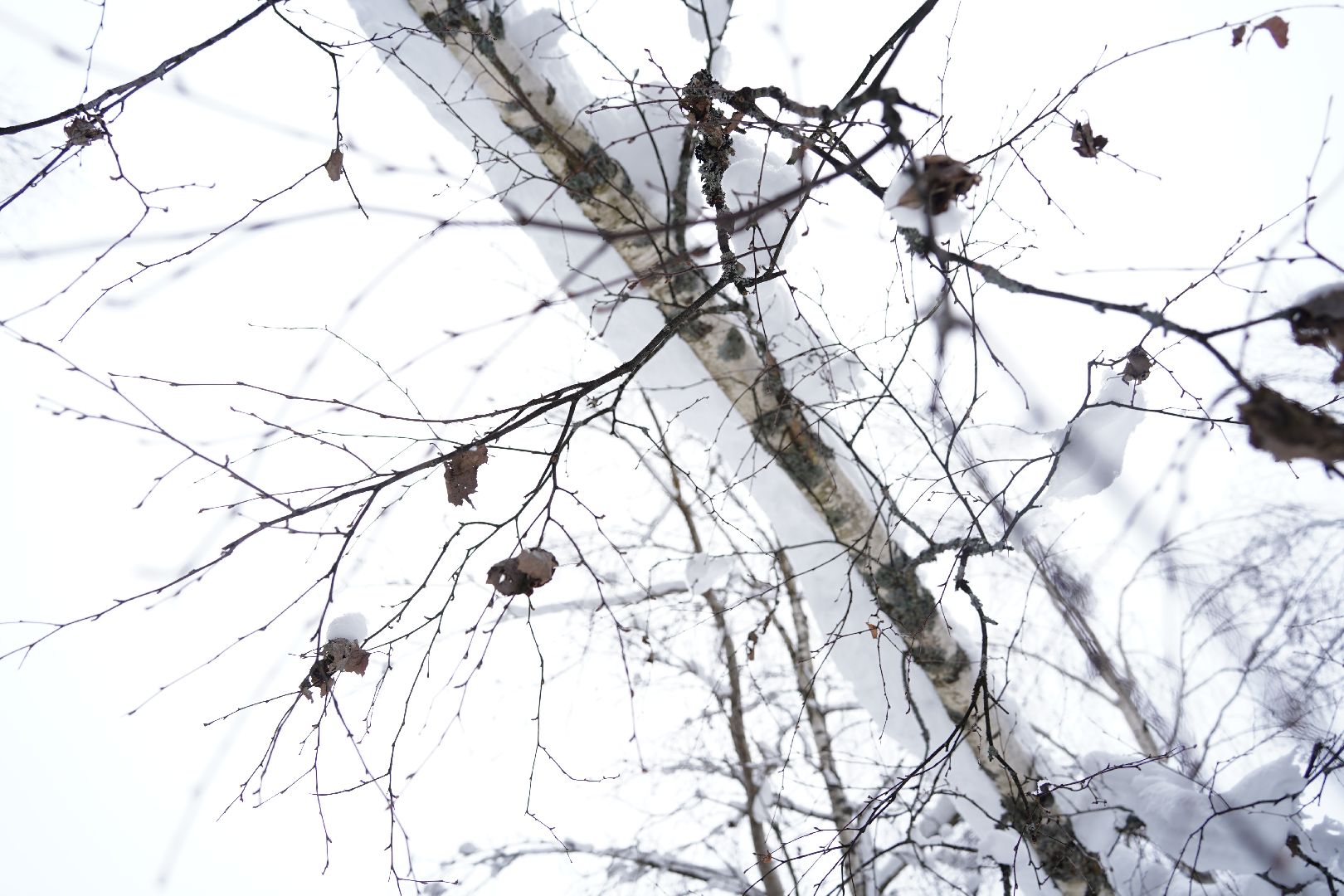 лесной патруль, Мособллес, Шатура, лесфонд, лесное хозяйство,