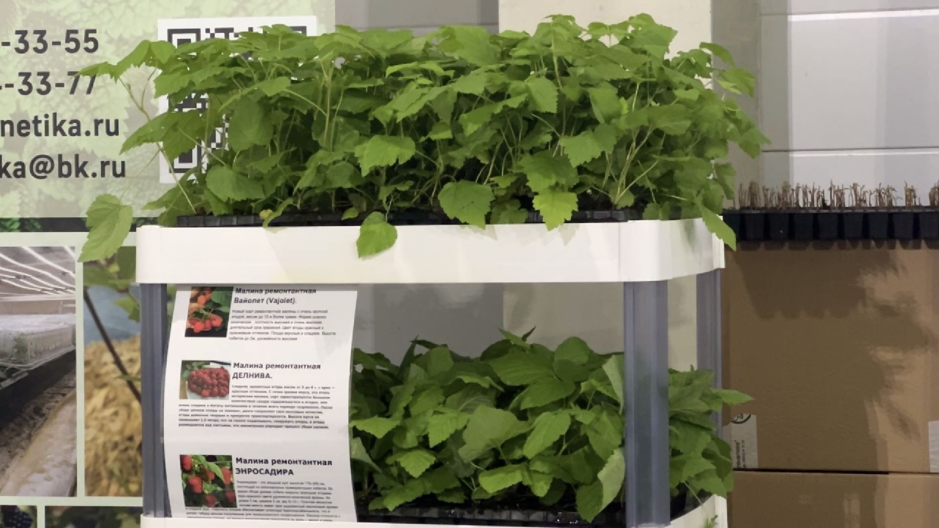 химки, экономика, ягоды россии, конференция, сельское хозяйство, министерство сельского хозяйства,