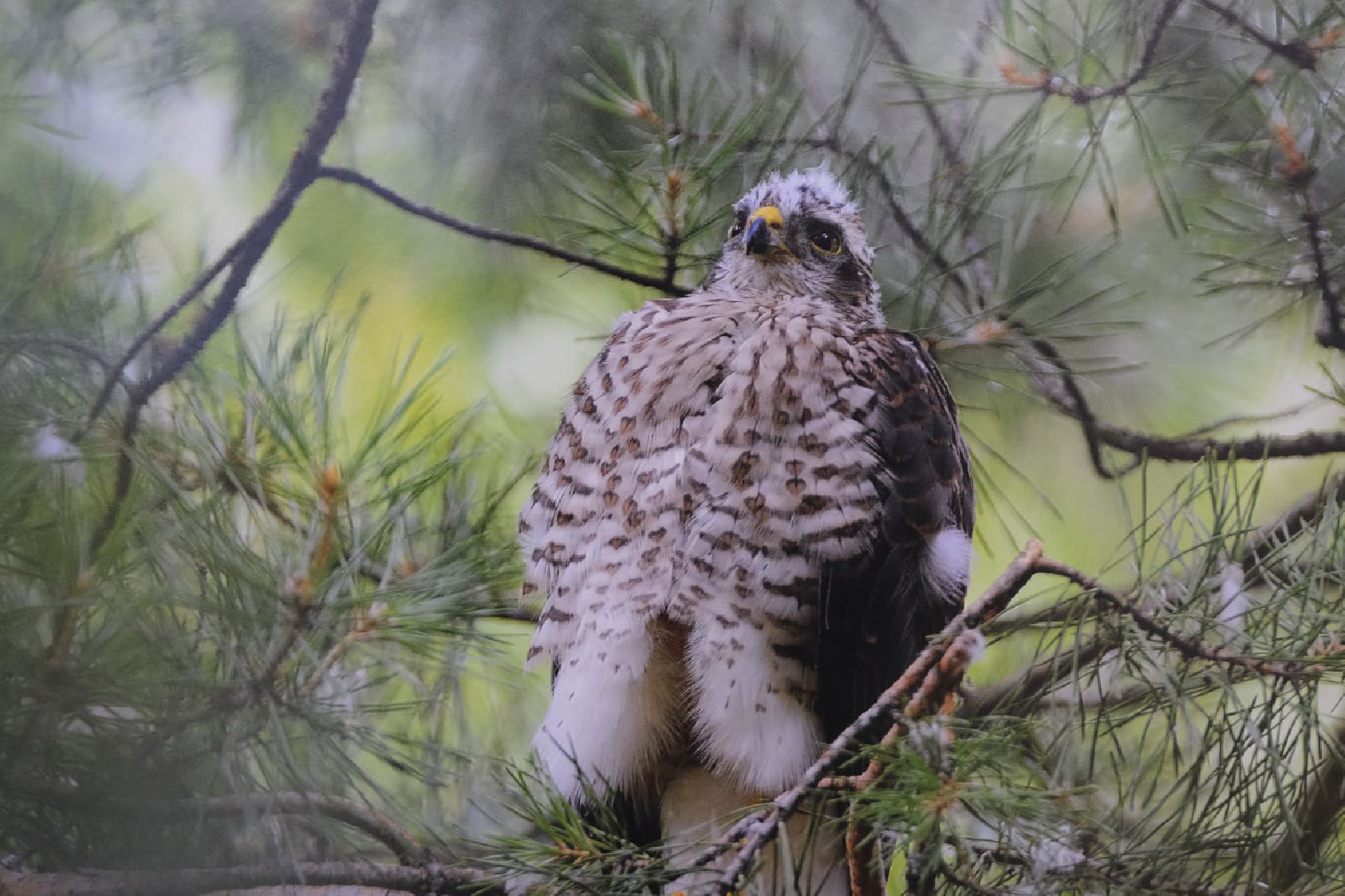 пущино, фотографы, фото, фотовыставка, птица, птицы, птицы подмосковья, подмосковье,