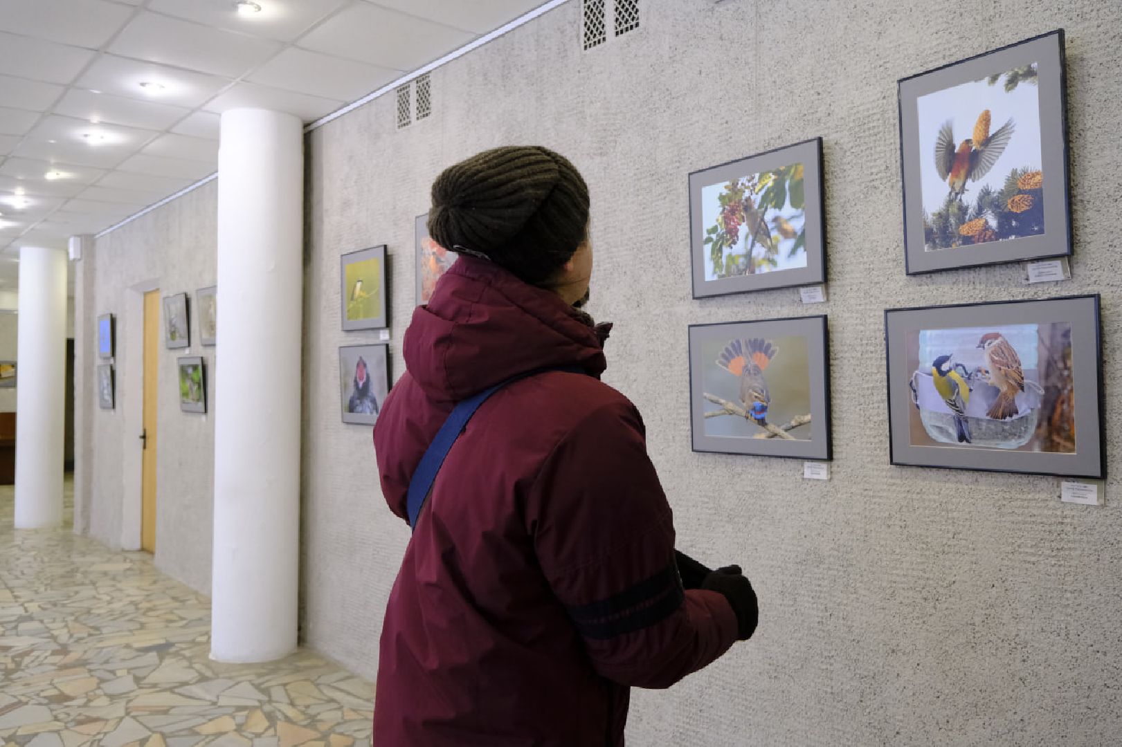 пущино, фотографы, фото, фотовыставка, птица, птицы, птицы подмосковья, подмосковье,