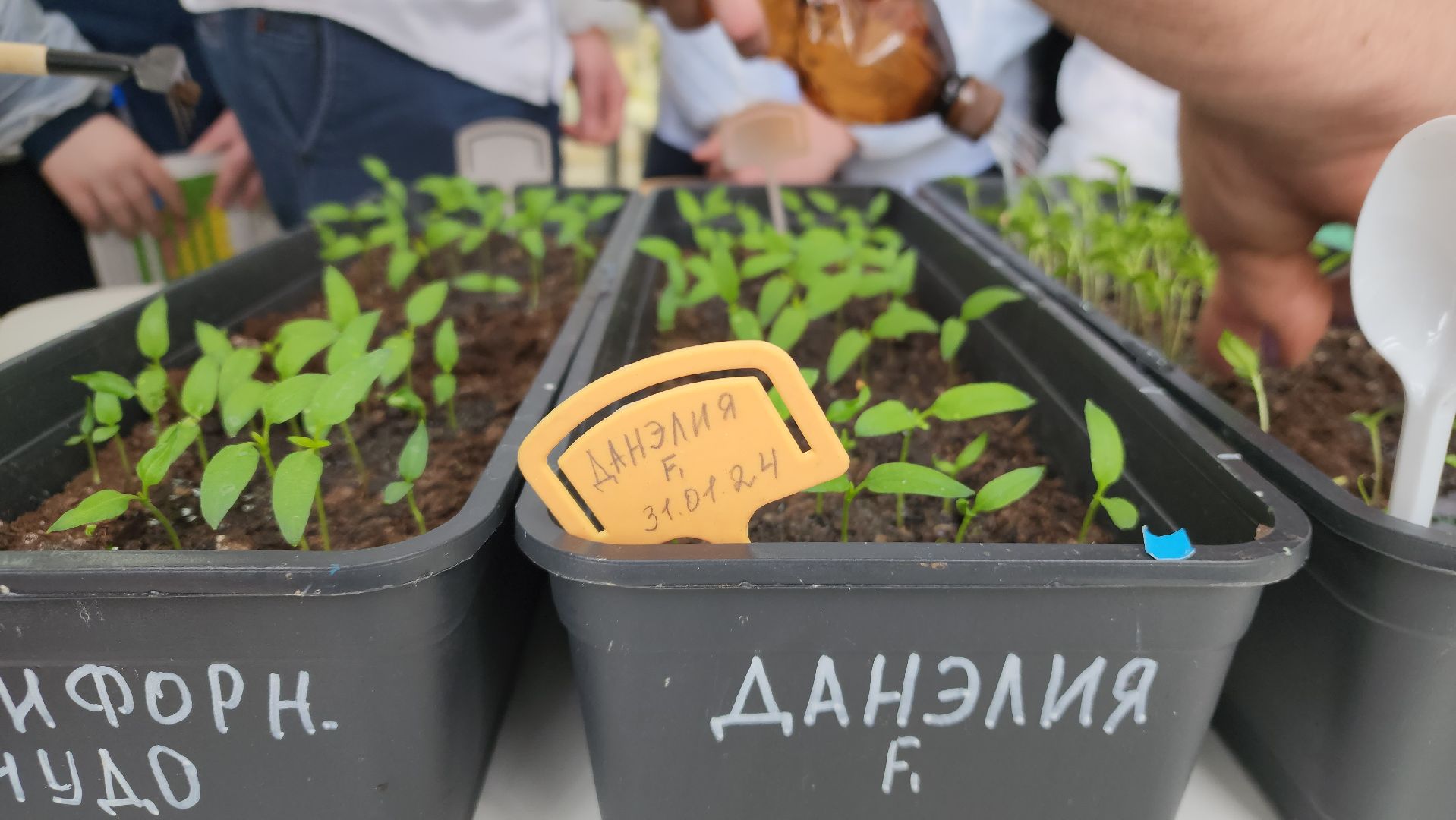 ступино, дубневская школа ступино, агрокласс ступино,
