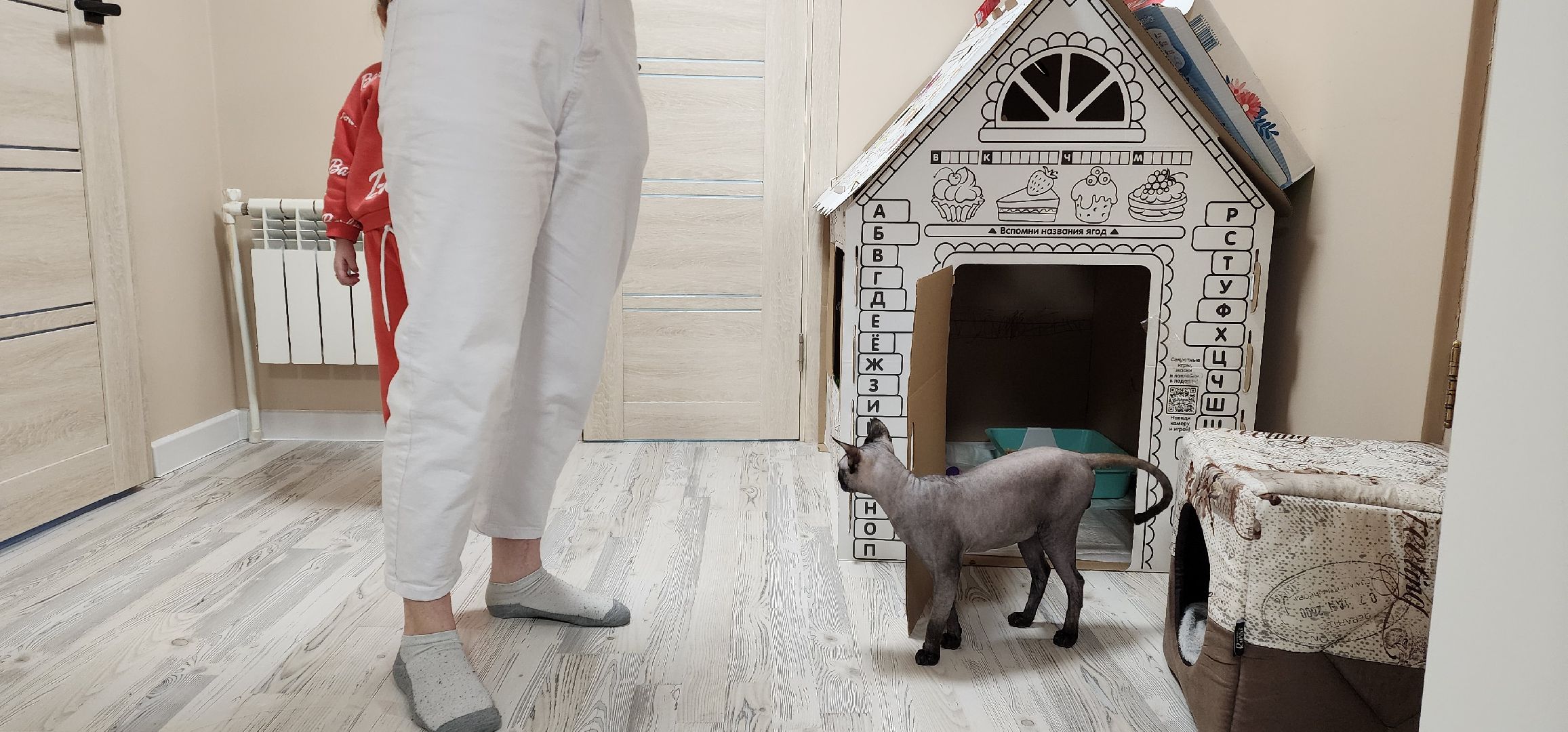 раменское, общество, спасенный кот Вольт,