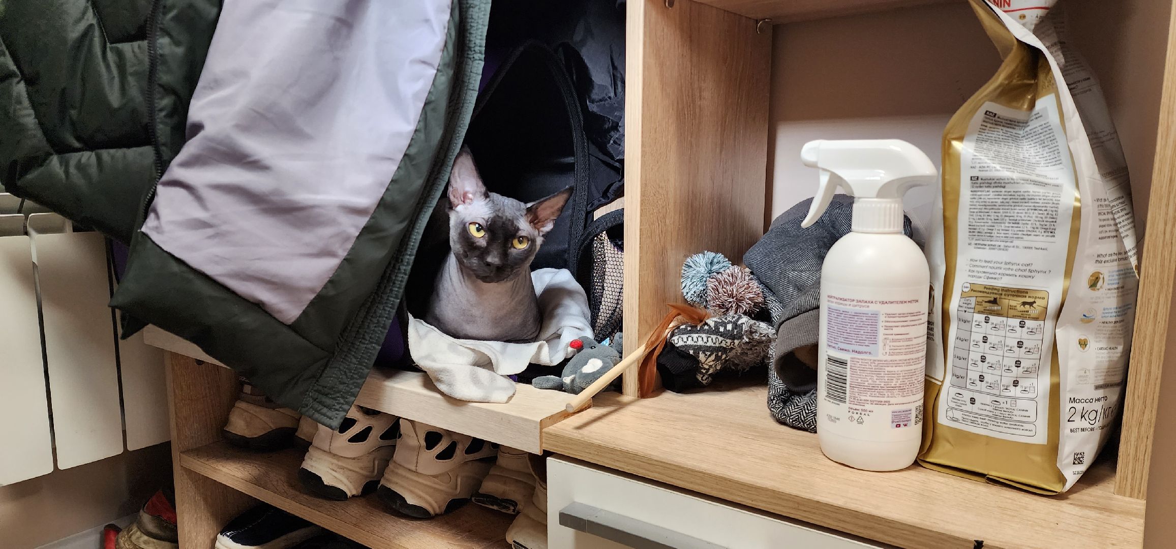 раменское, общество, спасенный кот Вольт,