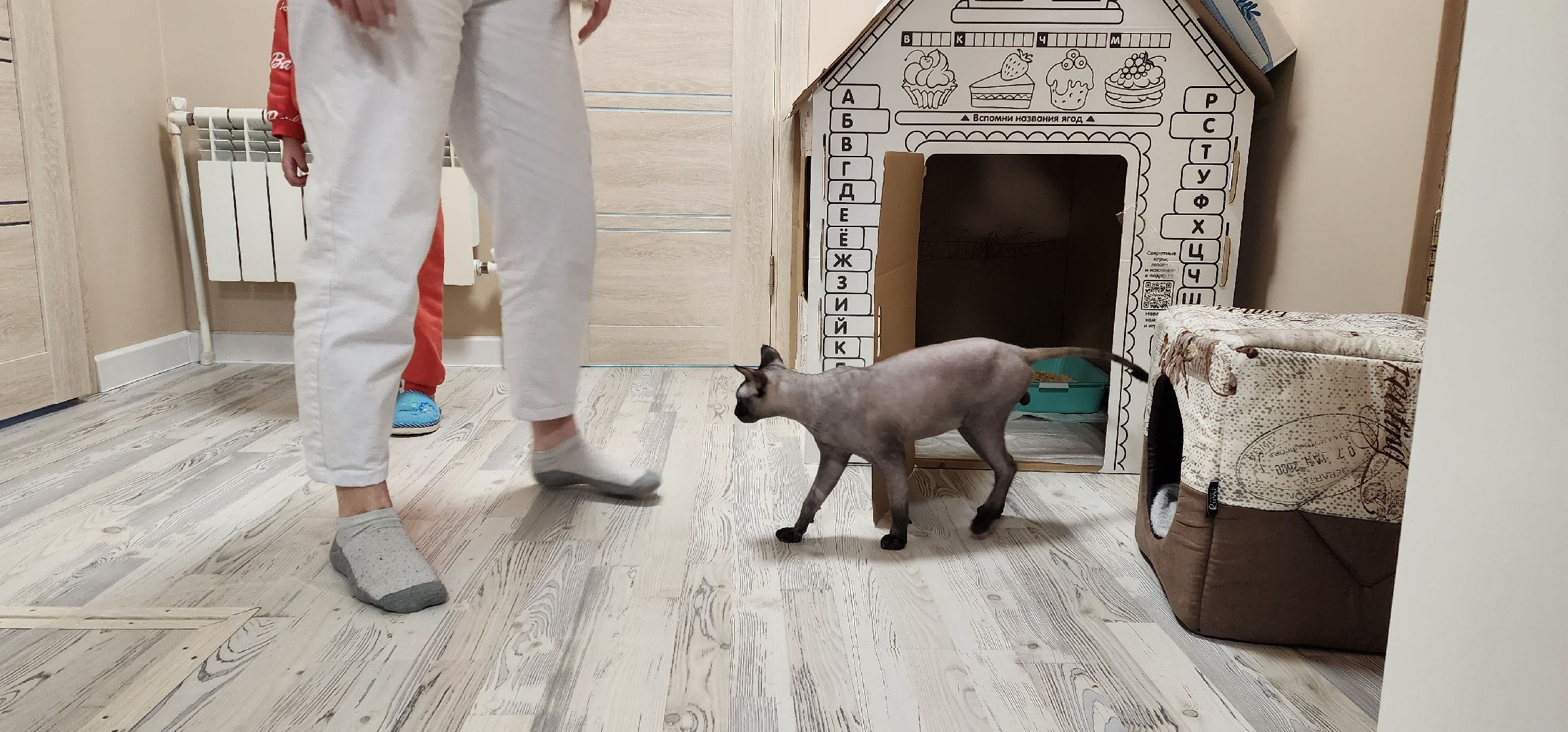 раменское, общество, спасенный кот Вольт,