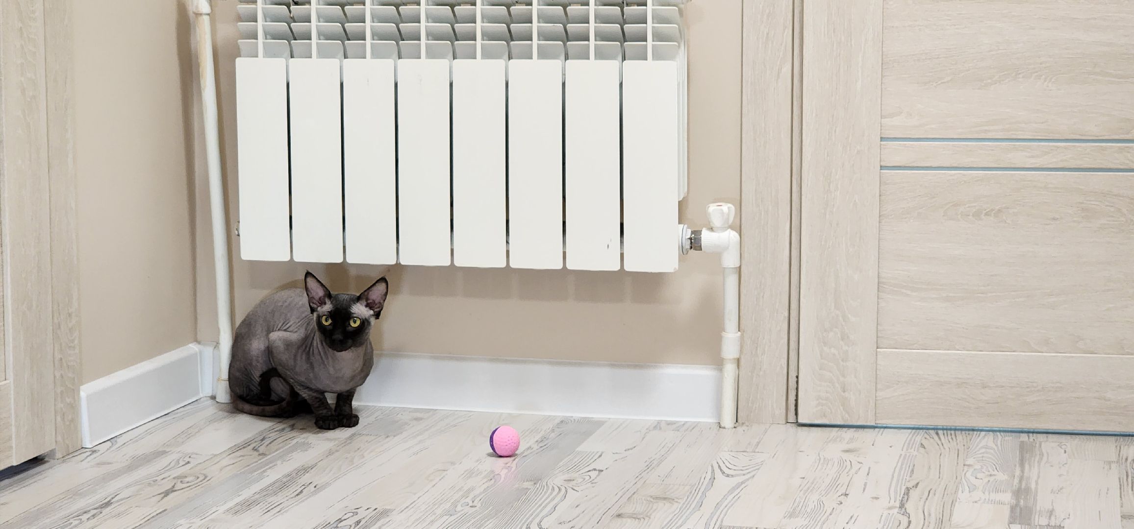 раменское, общество, спасенный кот Вольт,