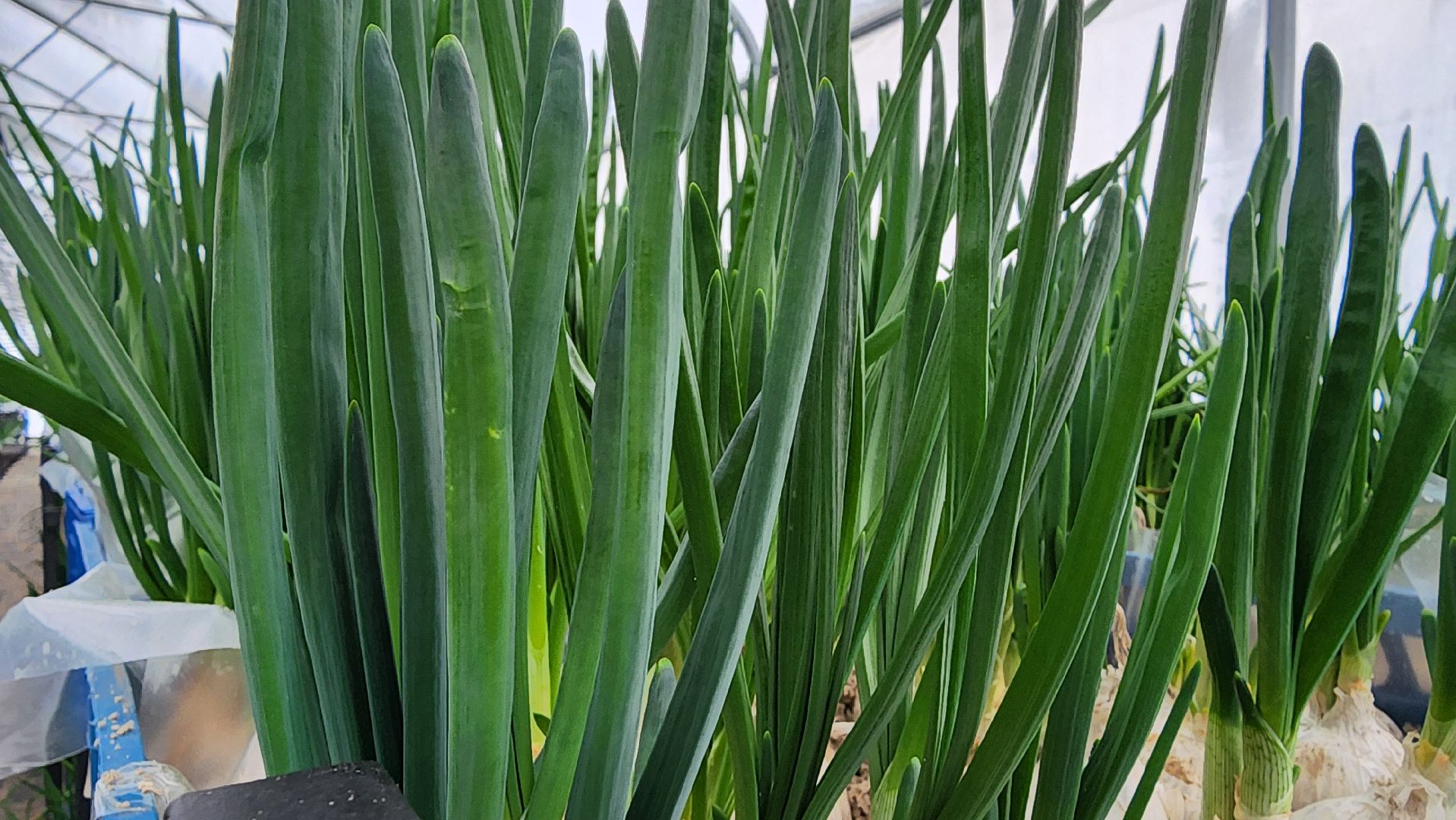 Егорьевск, Подмосковье, Московская область, Великий край,