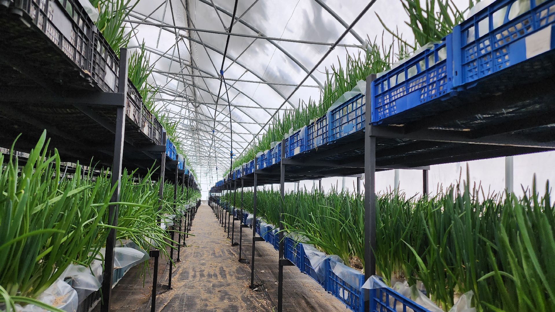 Егорьевск, Подмосковье, Московская область, Великий край,