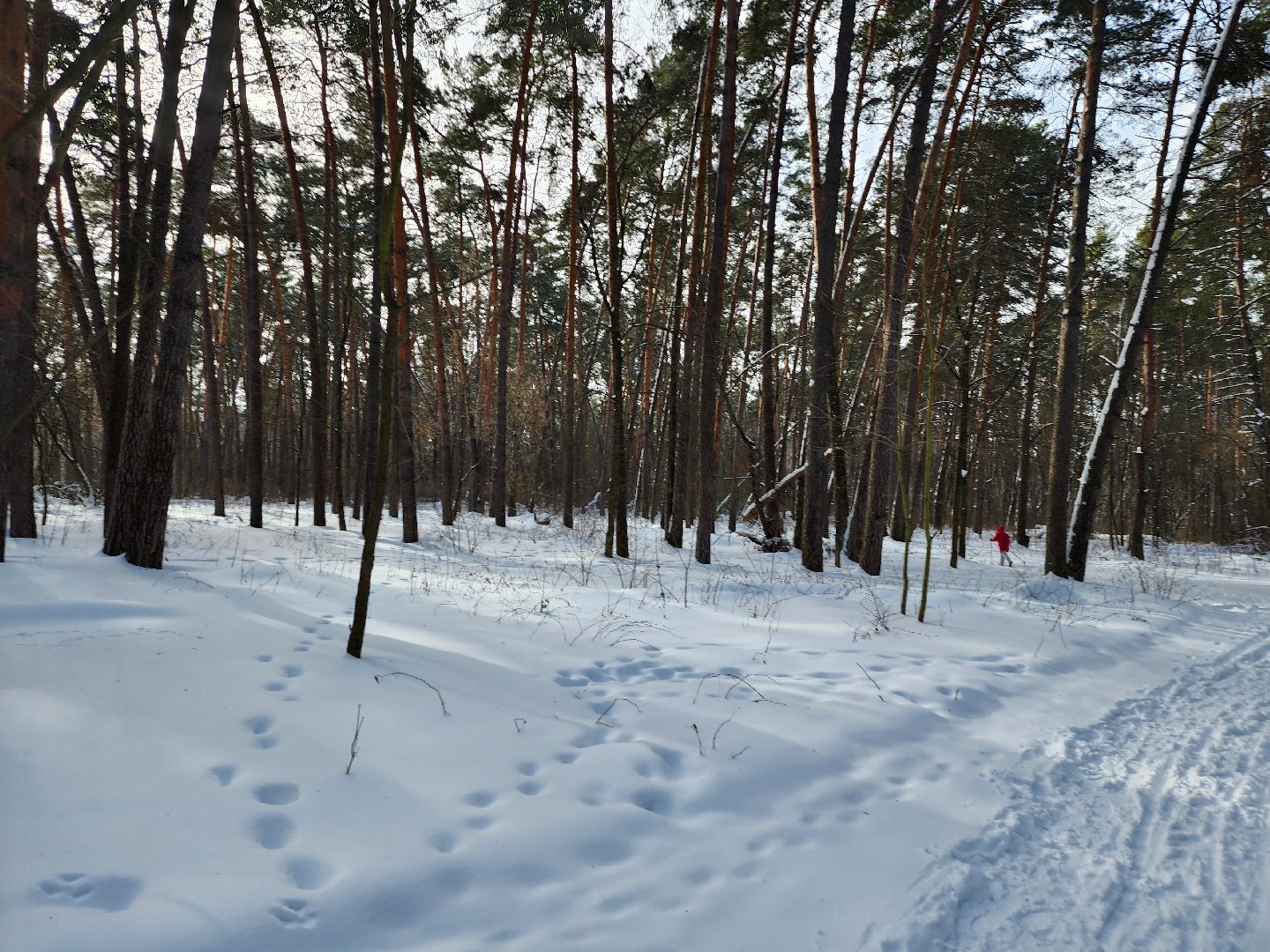 стадион спартак, лыжня, белки, спорт, серпухов,